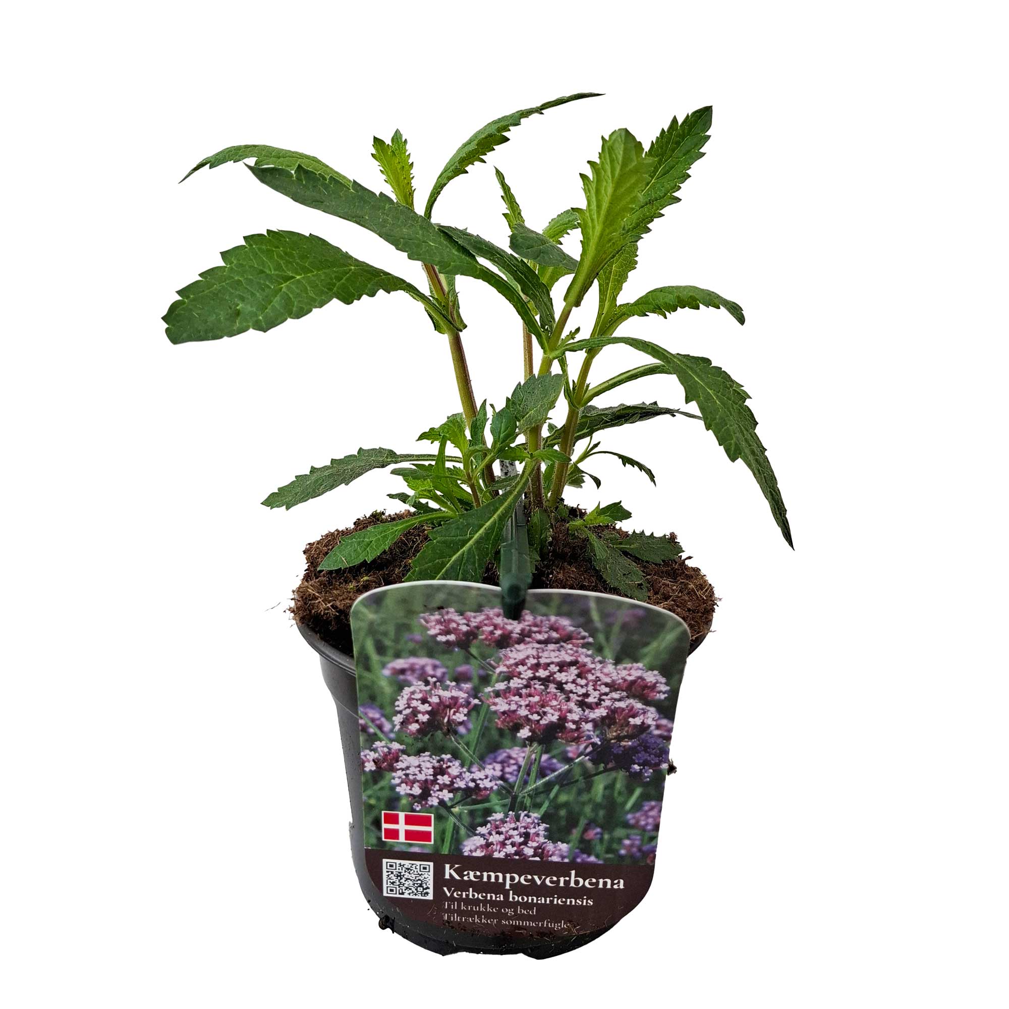 VERBENA BONARIENSIS
