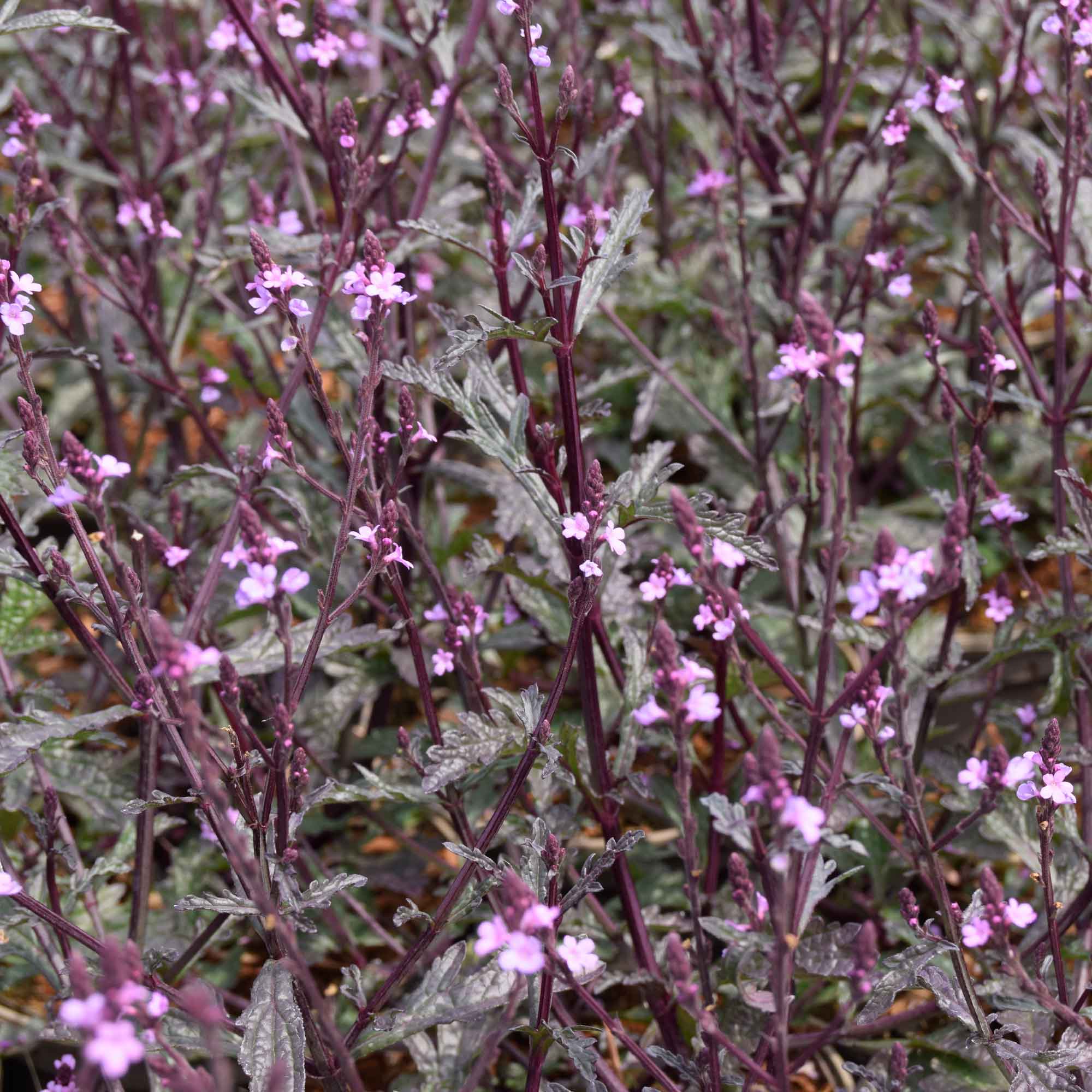 Verbena officinalis 'Bampton' 1 L