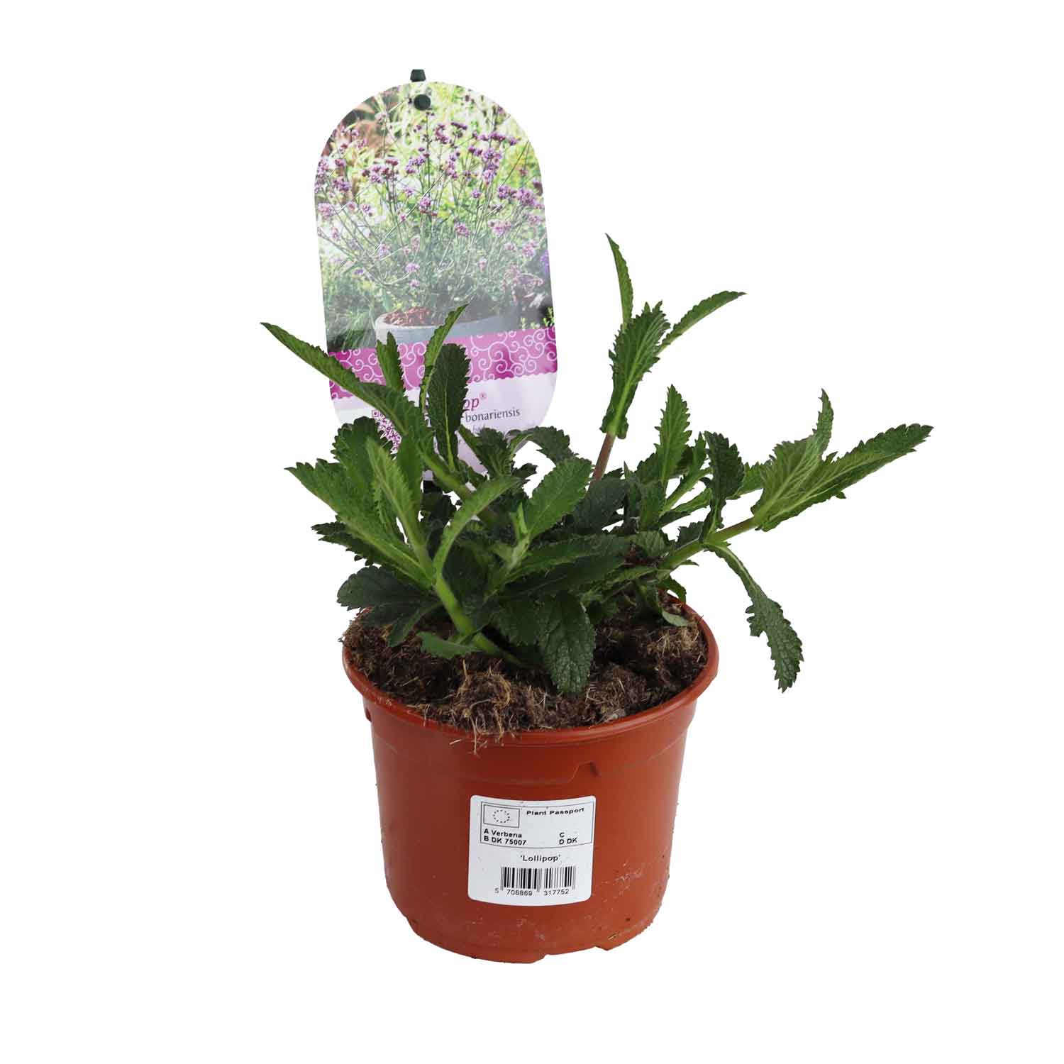 VERBENA BONARI. 'LOLLIPOP'