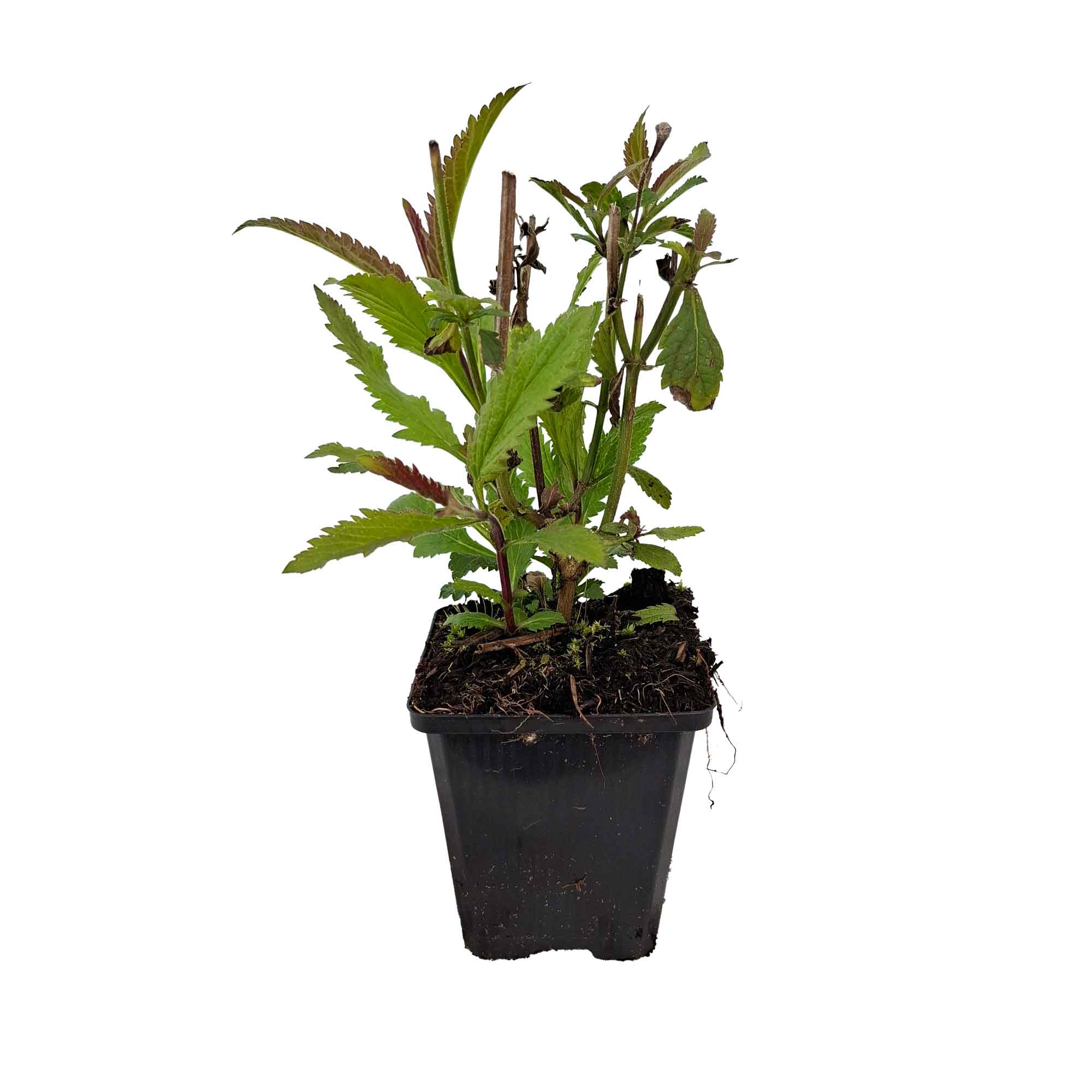 Verbena macd. 'Lavender Spiras' P9