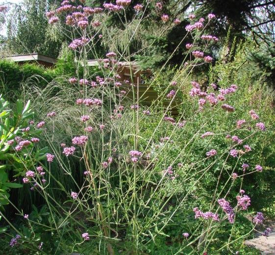 Verbena bonariensis P9
