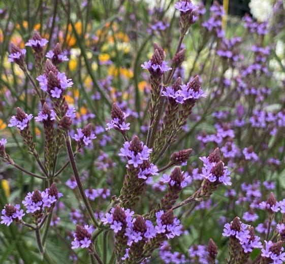 Verbena officinalis 'Lavender Spires' 2L
