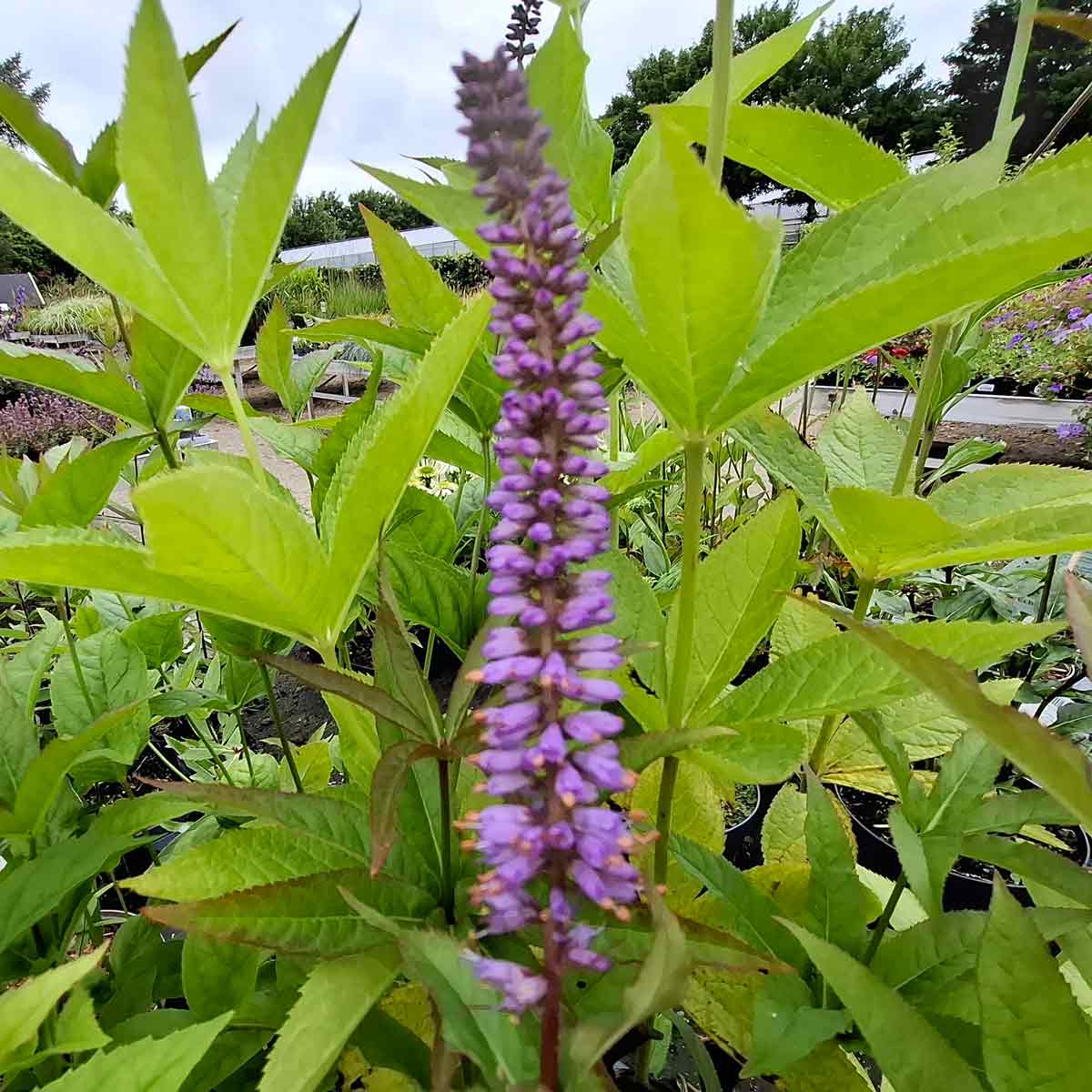 Veronicastrum vir. 'Red Arrow' 2 L