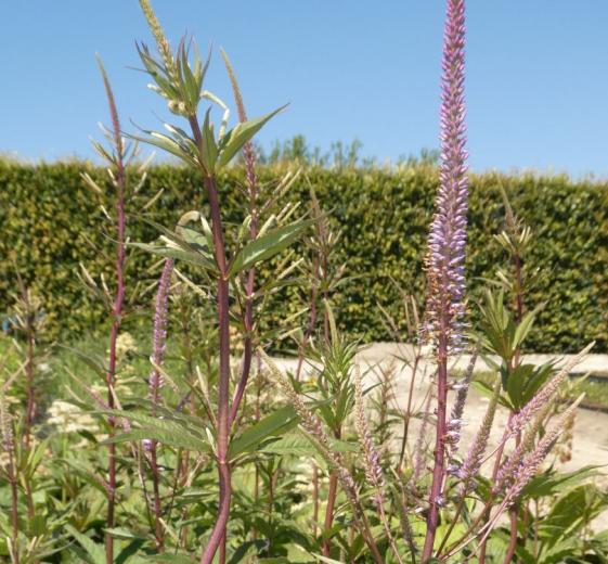 Veronicastrum vir. 'Adoration' 2 L