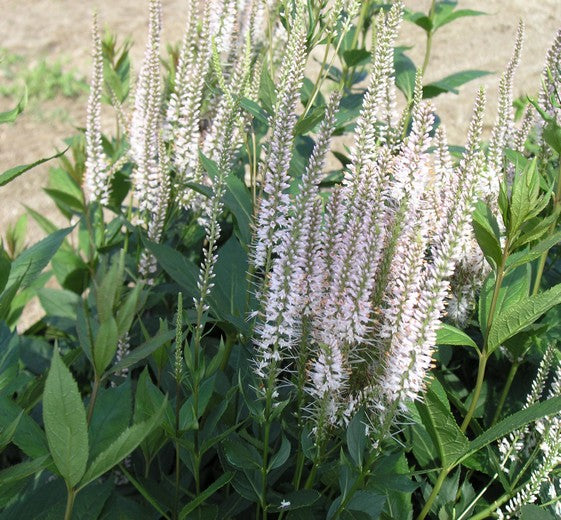 Veronicastrum virg. 'Pink Glow' P9