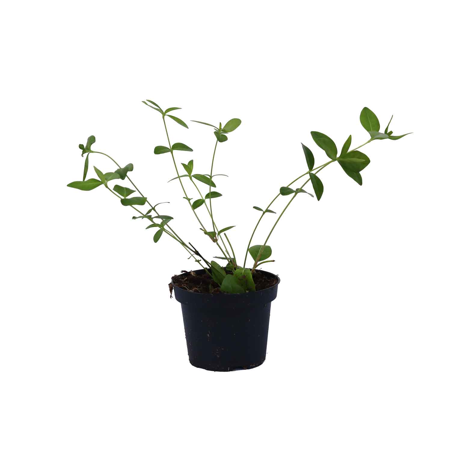 Vinca minor