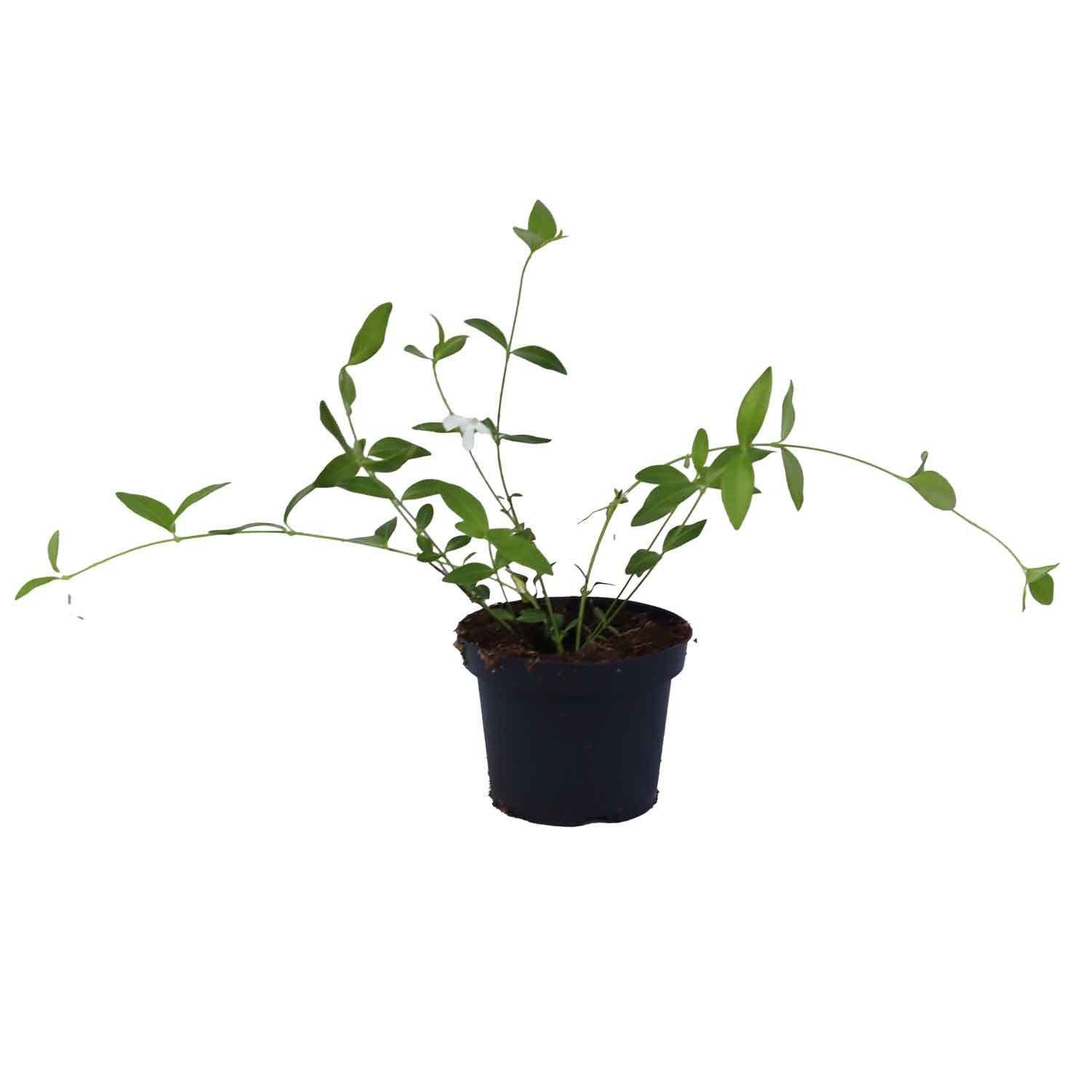 Vinca minor Alba 10 cm. pott.