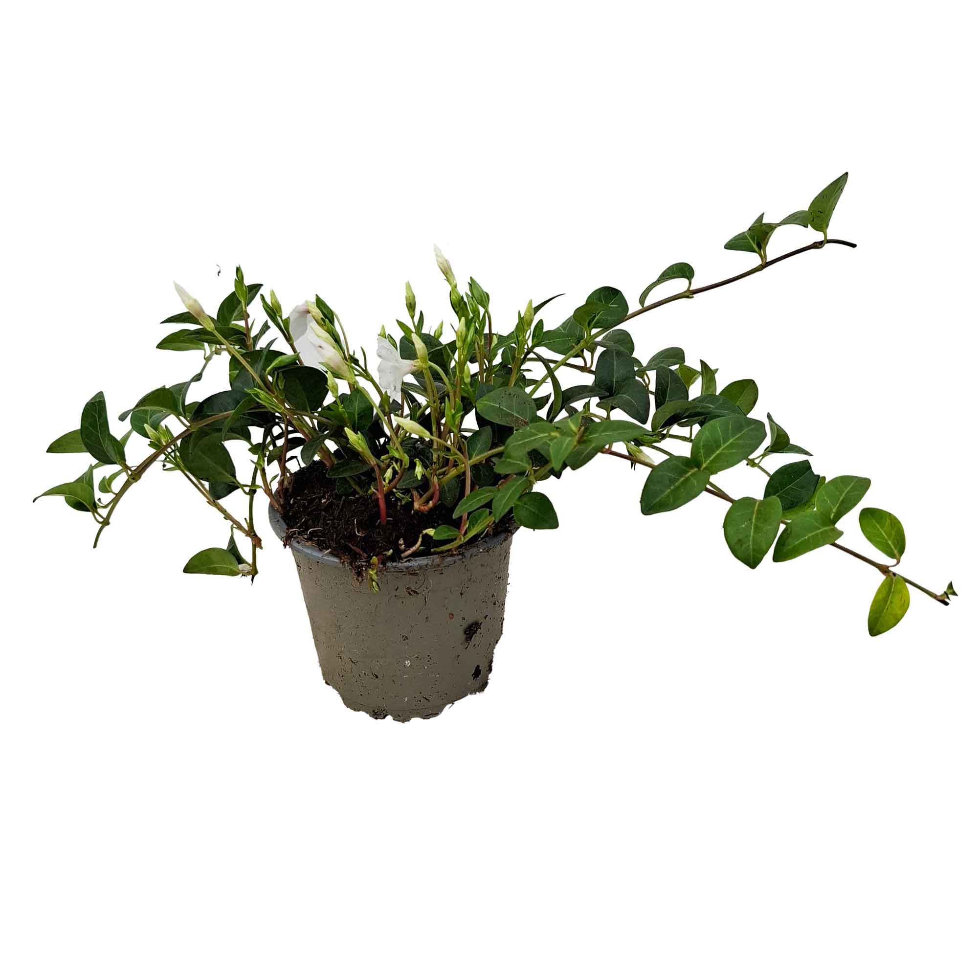 Vinca minor 'Alba' Tb 10.5cm