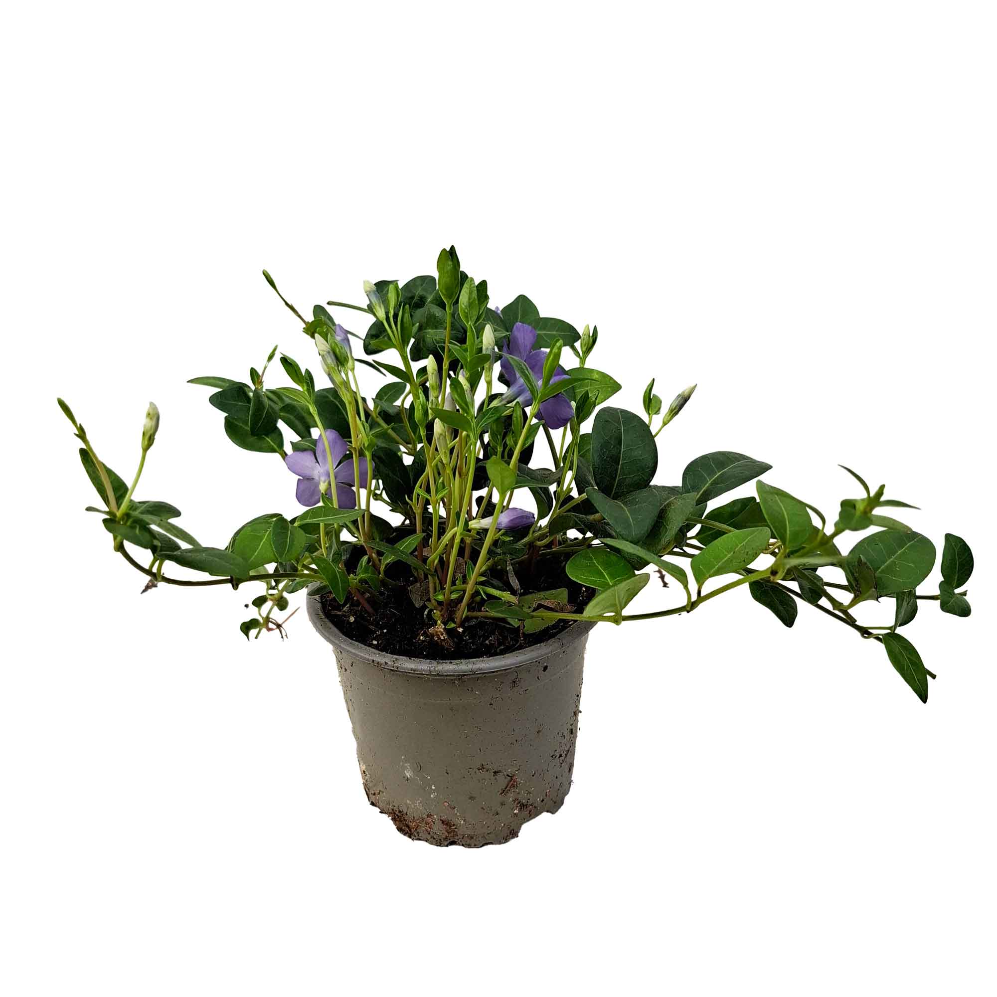 Vinca minor 'Typ Bowles' 10,5cm