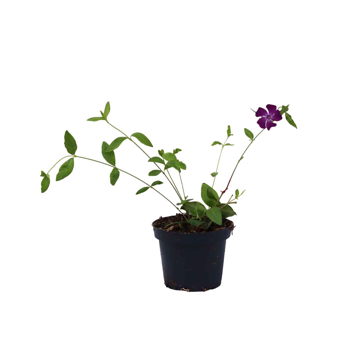Vinca minor Ruby 10 cm. pott.