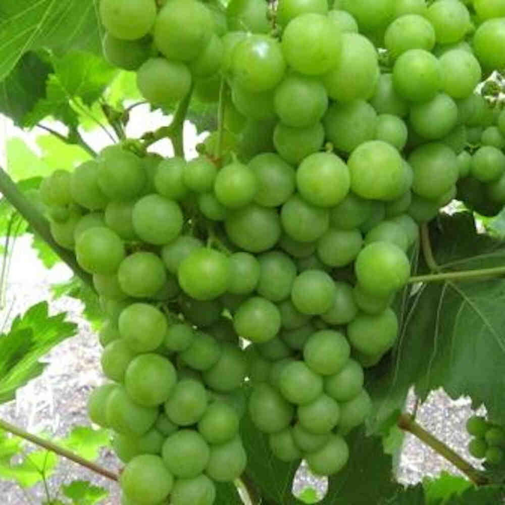 Celery - Green Table Grape C4
