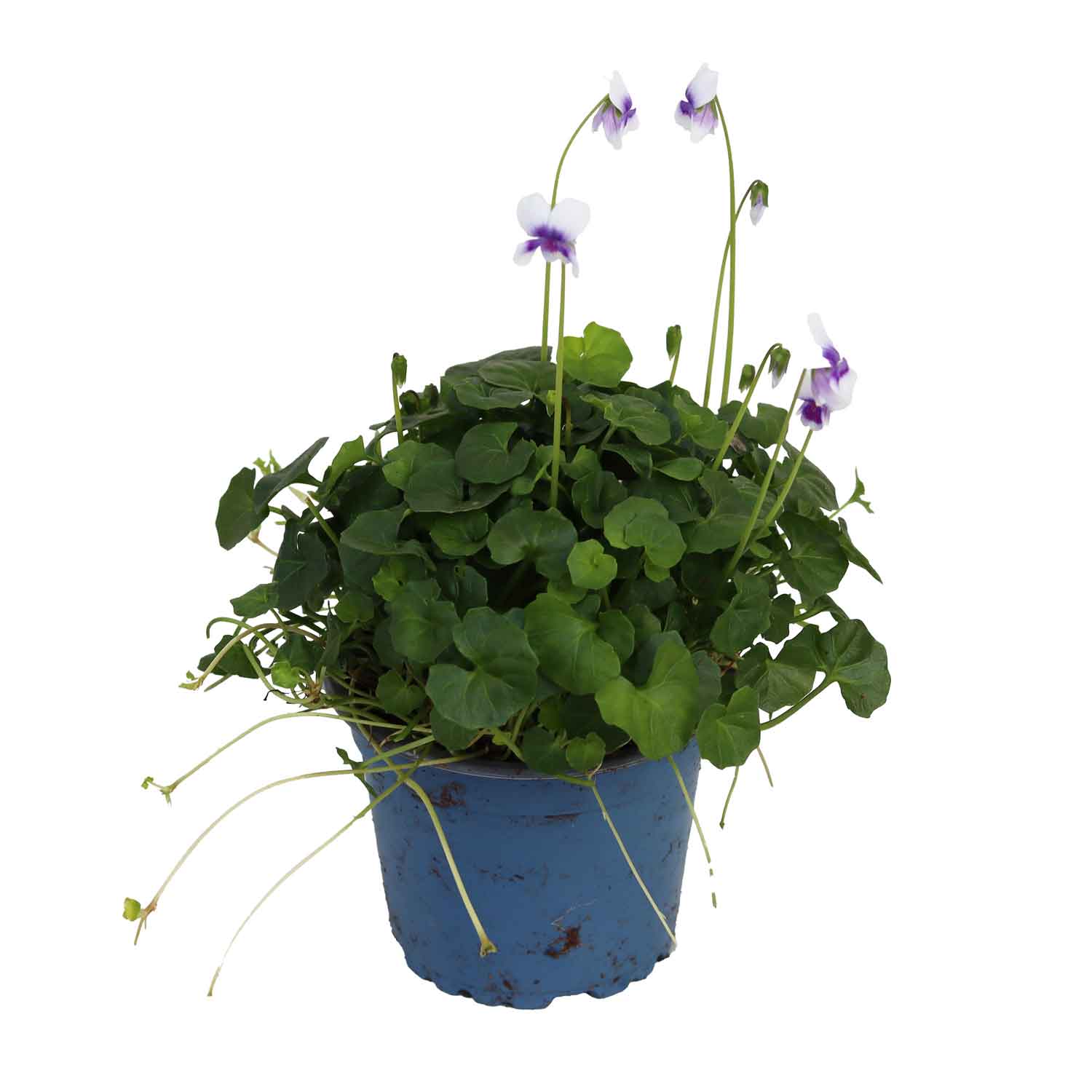 Australisk viol - Viola hederacea 9cm kruka