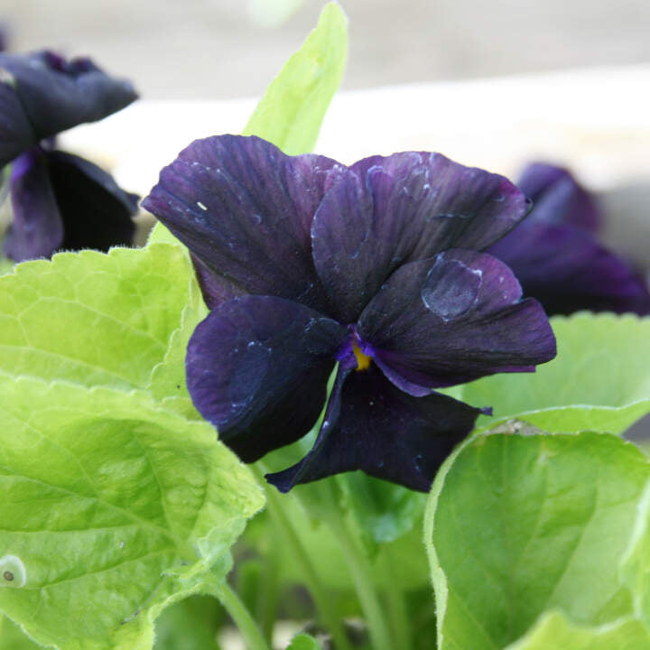 Viola Odorata Königin Charlotte 13 cm Potte