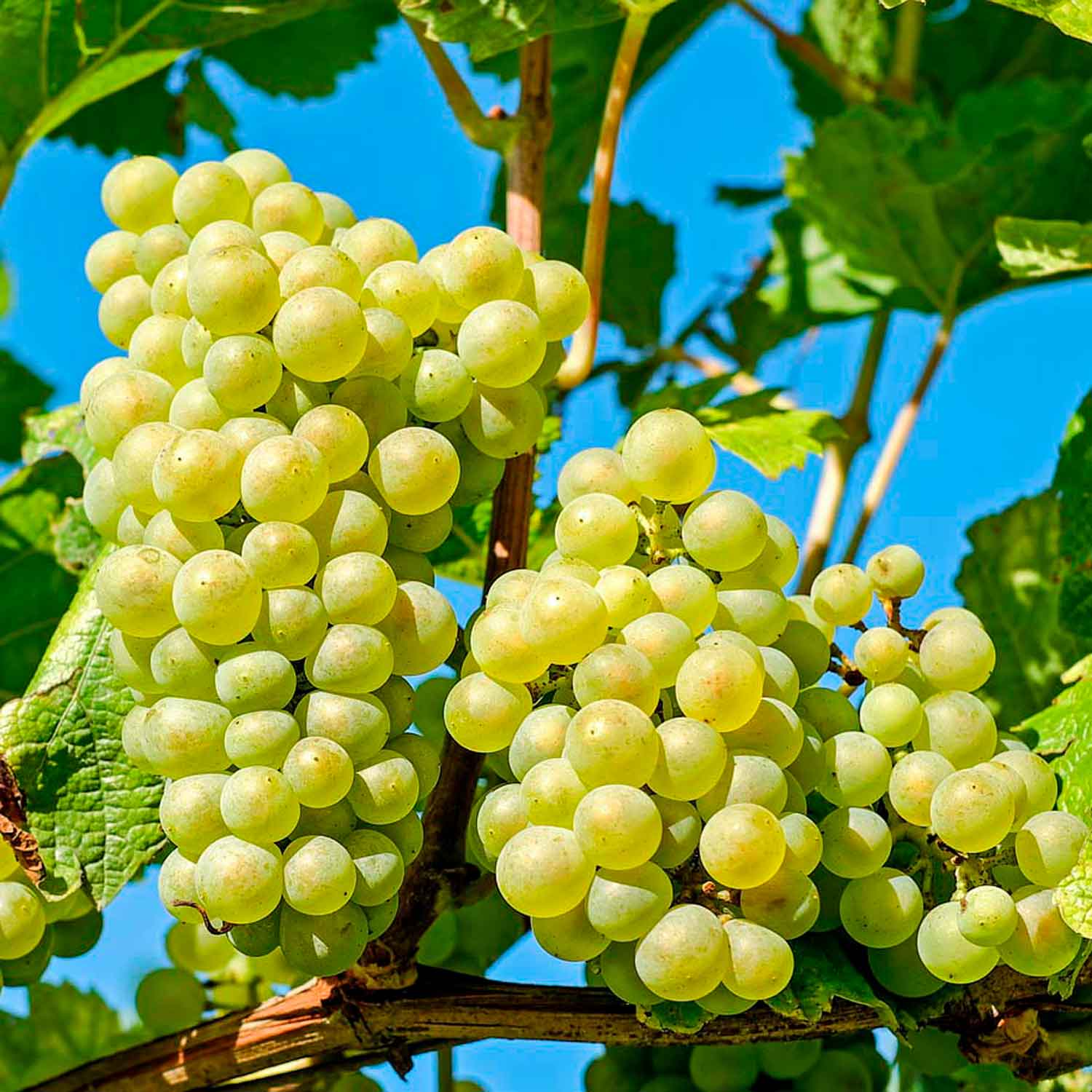 Lakemont Seedless - Grøn Drue C4