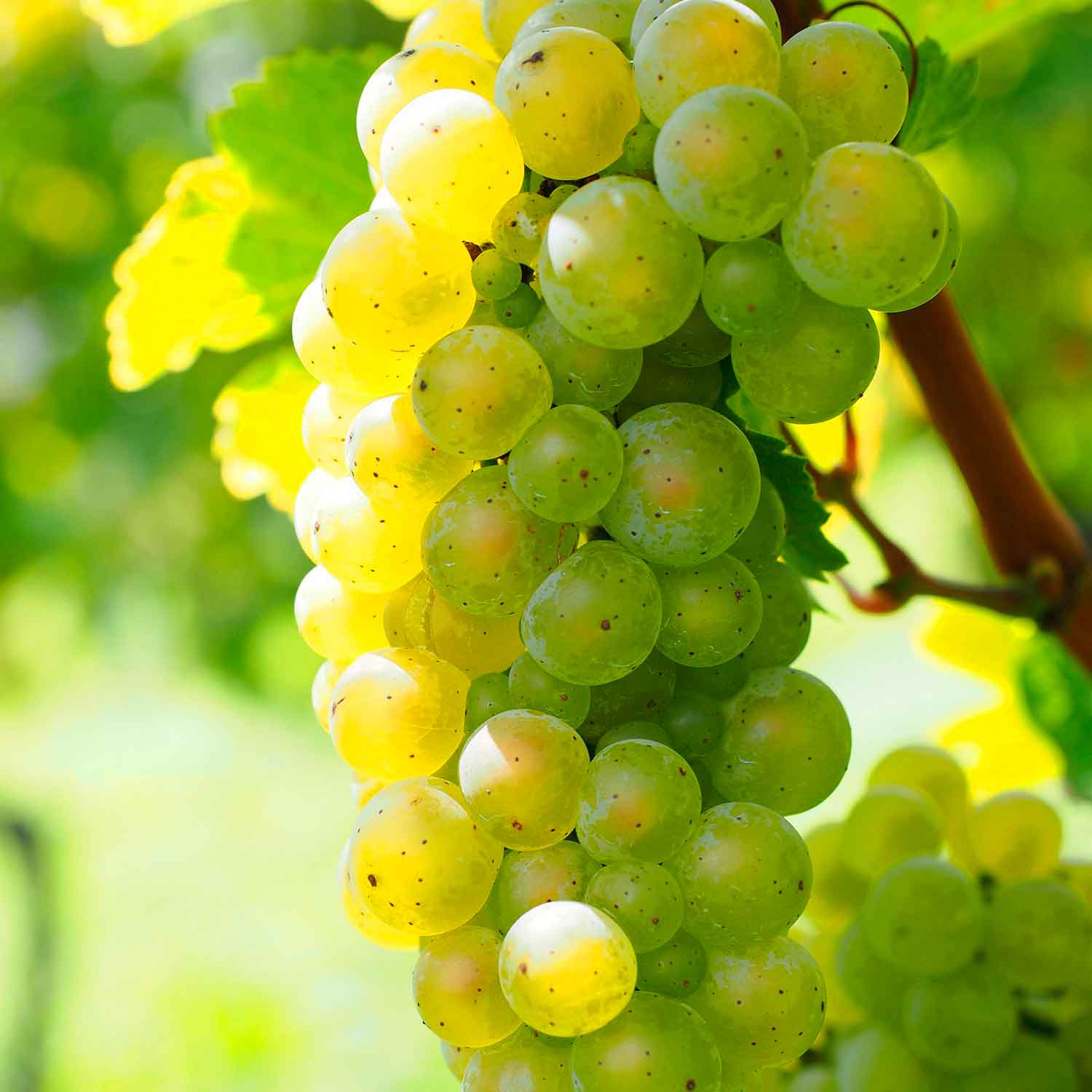 Vitis 'Millenium' C3 80- 100