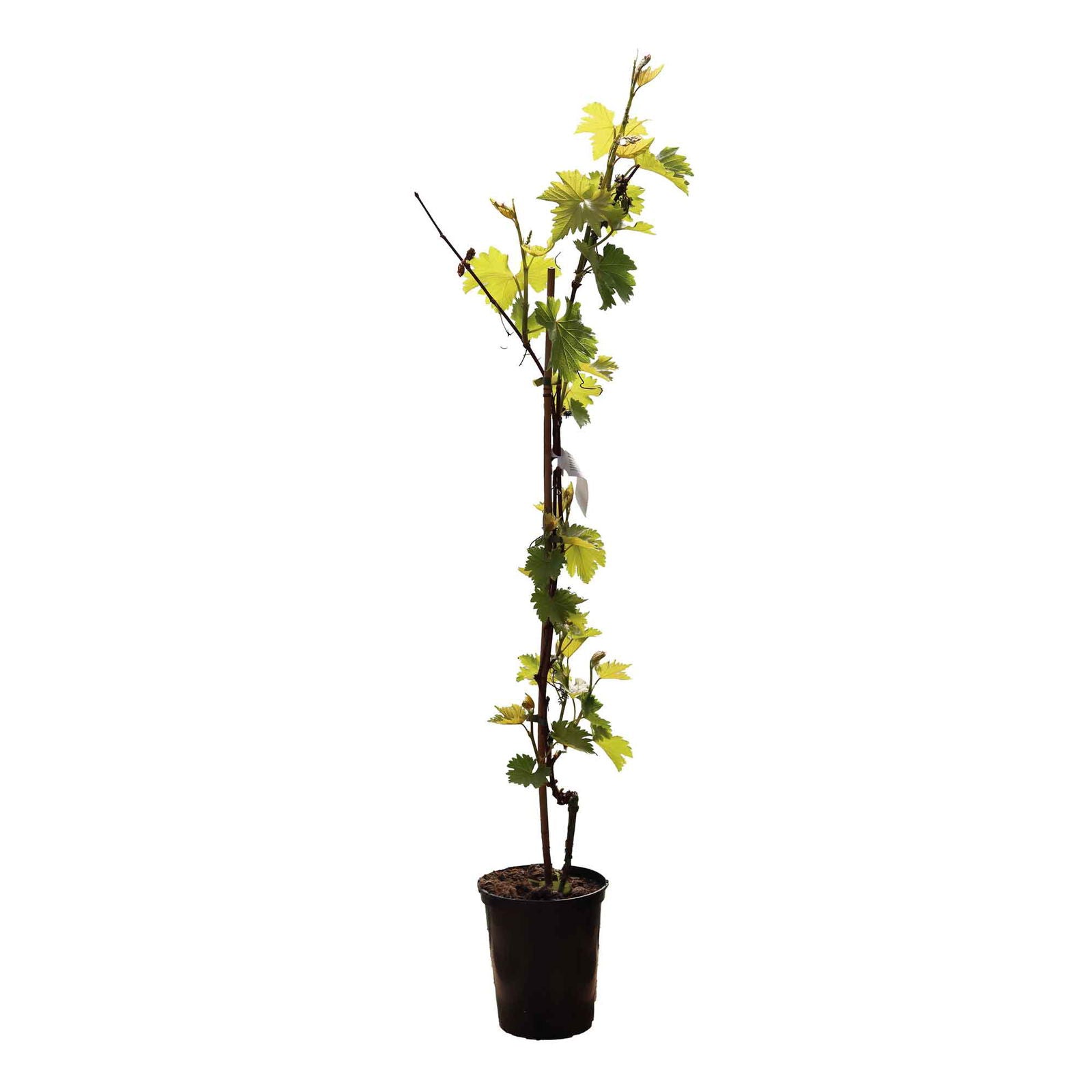 Grape plant - Vitis vinifera 'Osella'
