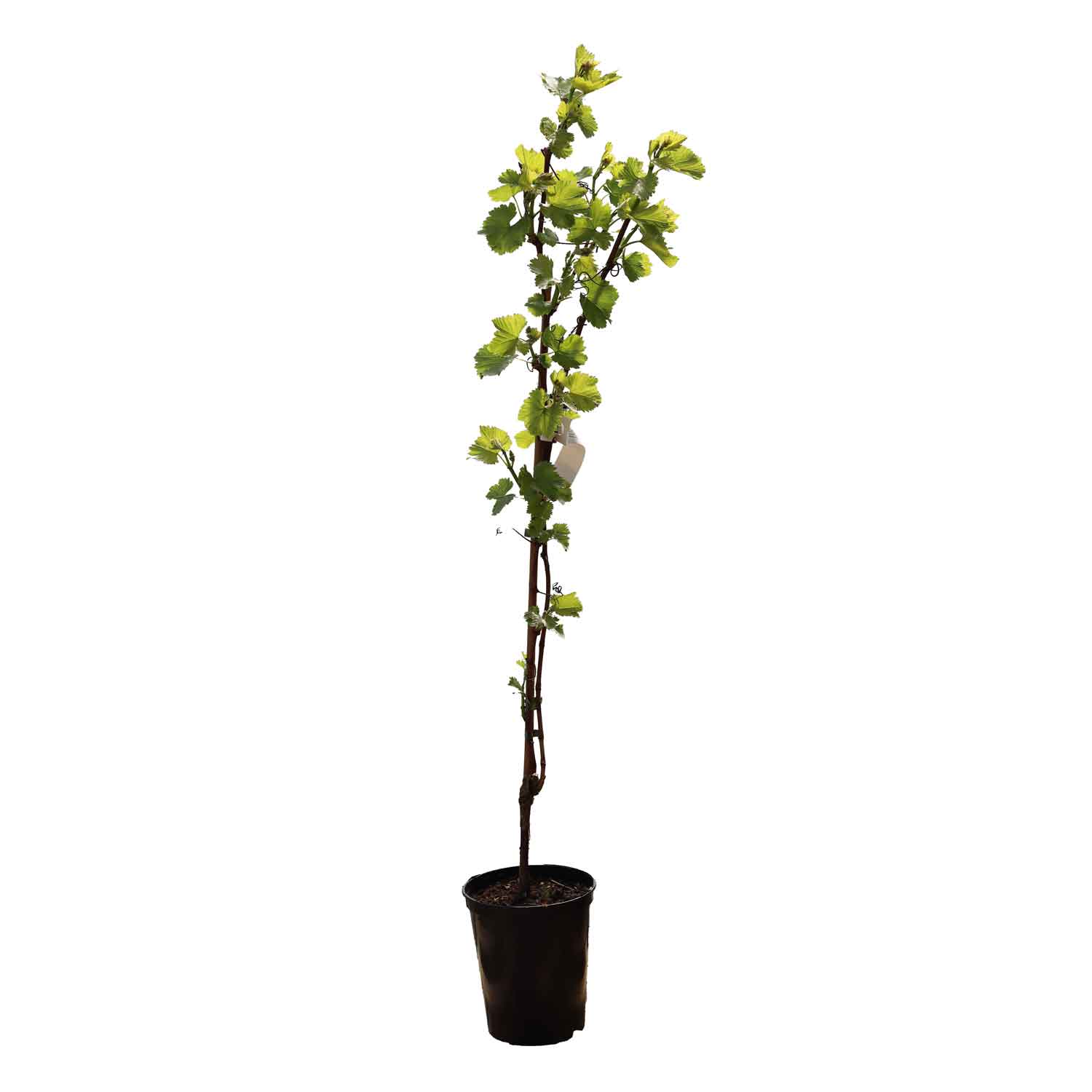 Vinplanta Regent C4