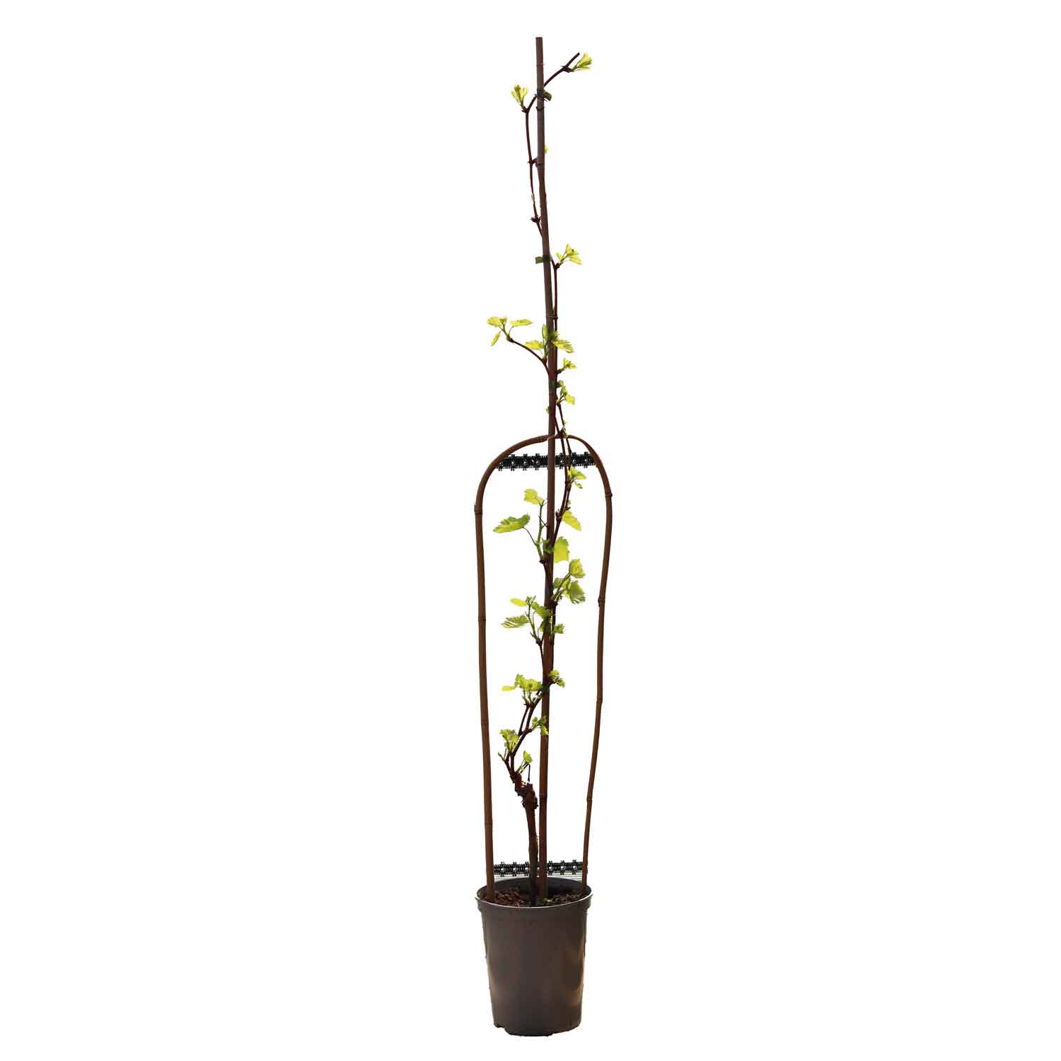 Vinplante - vitis vinifera 'Vanessa' C4