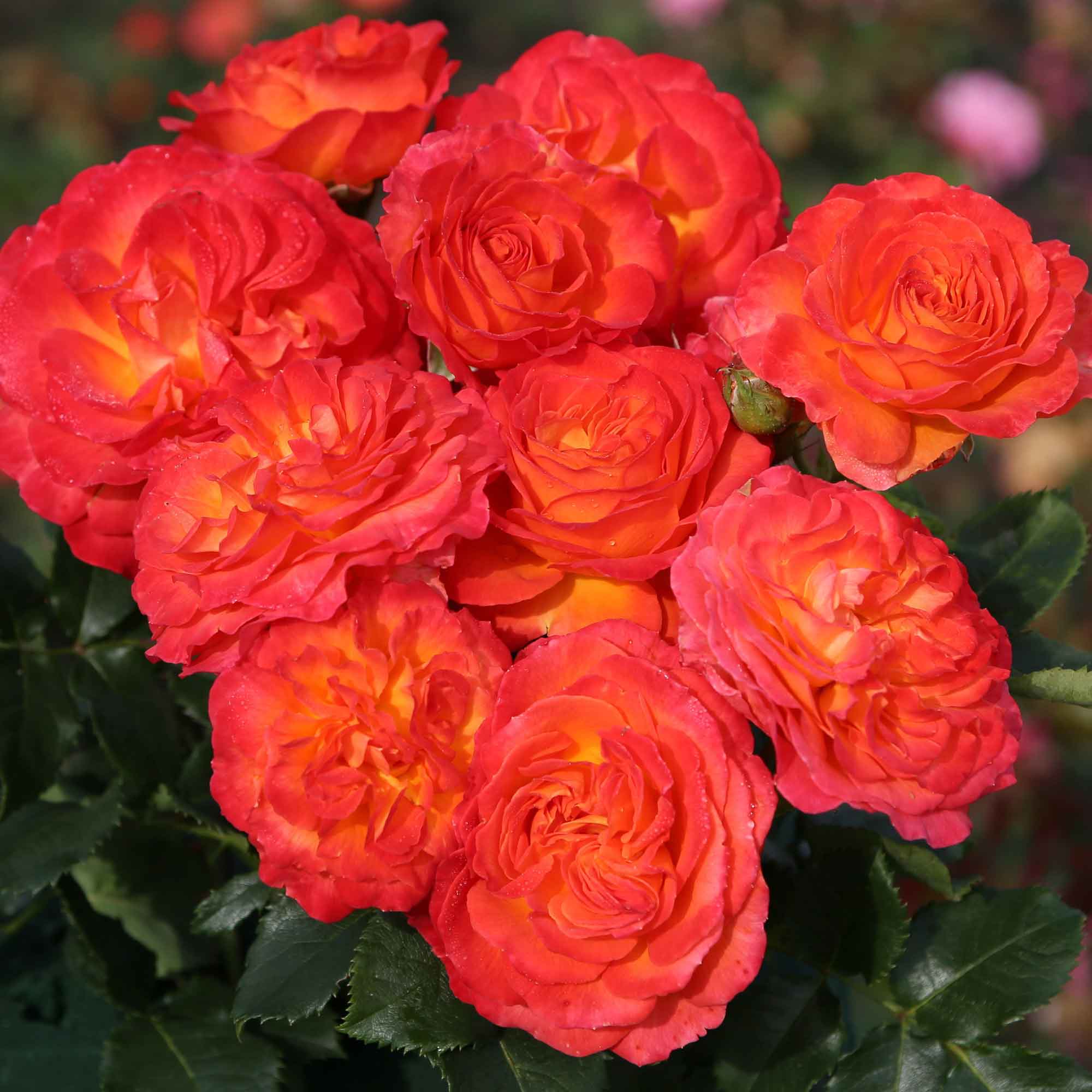 Rose Vulcano