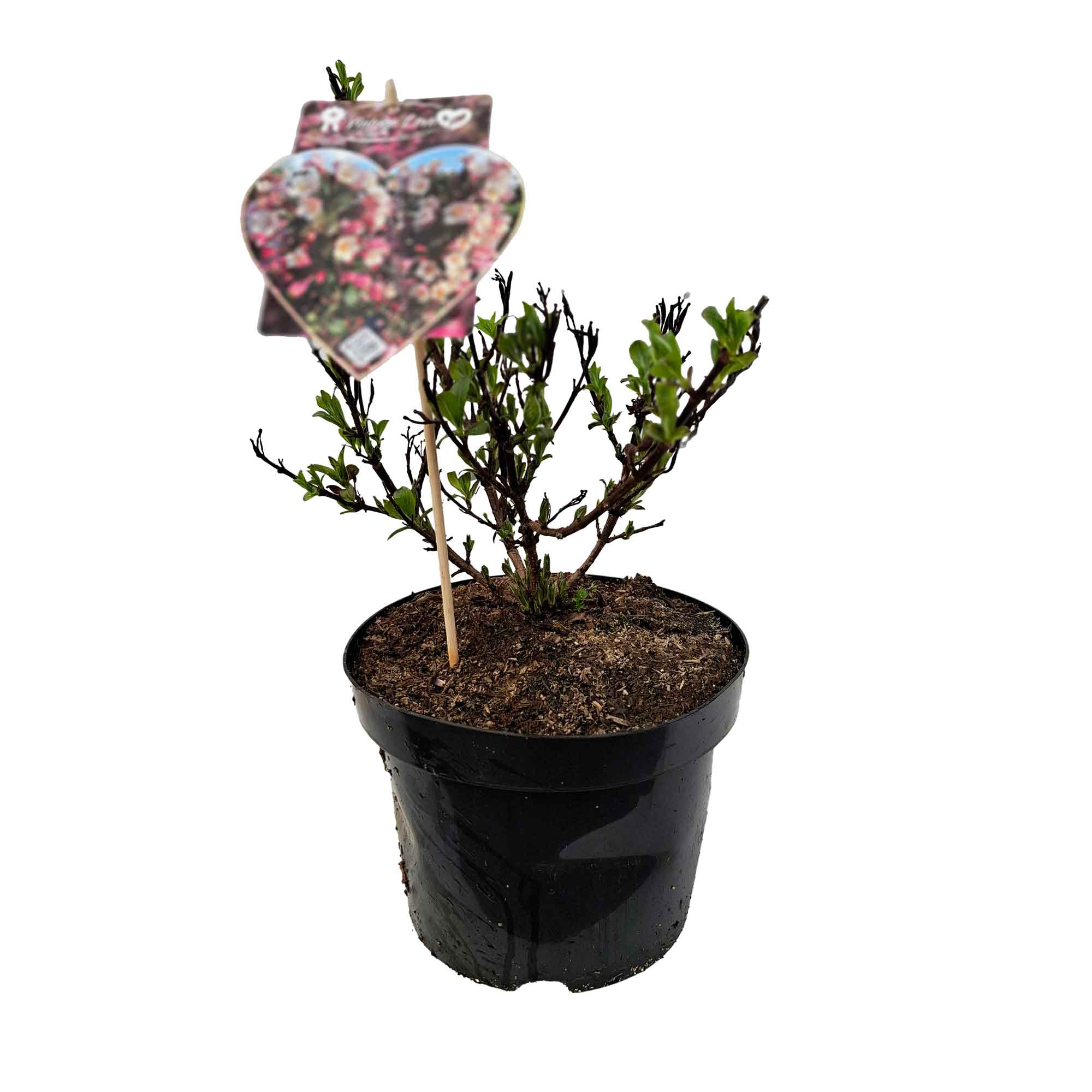 Weigela florida 'Vintage Love' 5L
