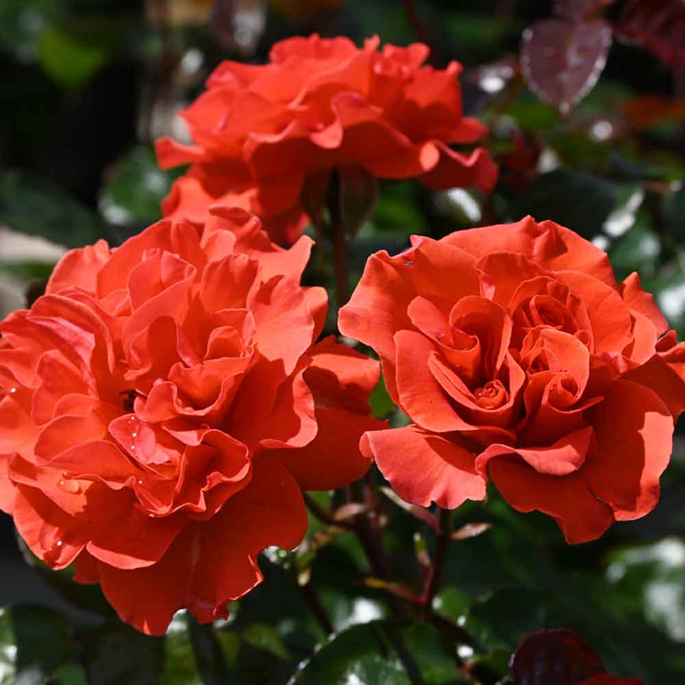 Rosa Westblick
