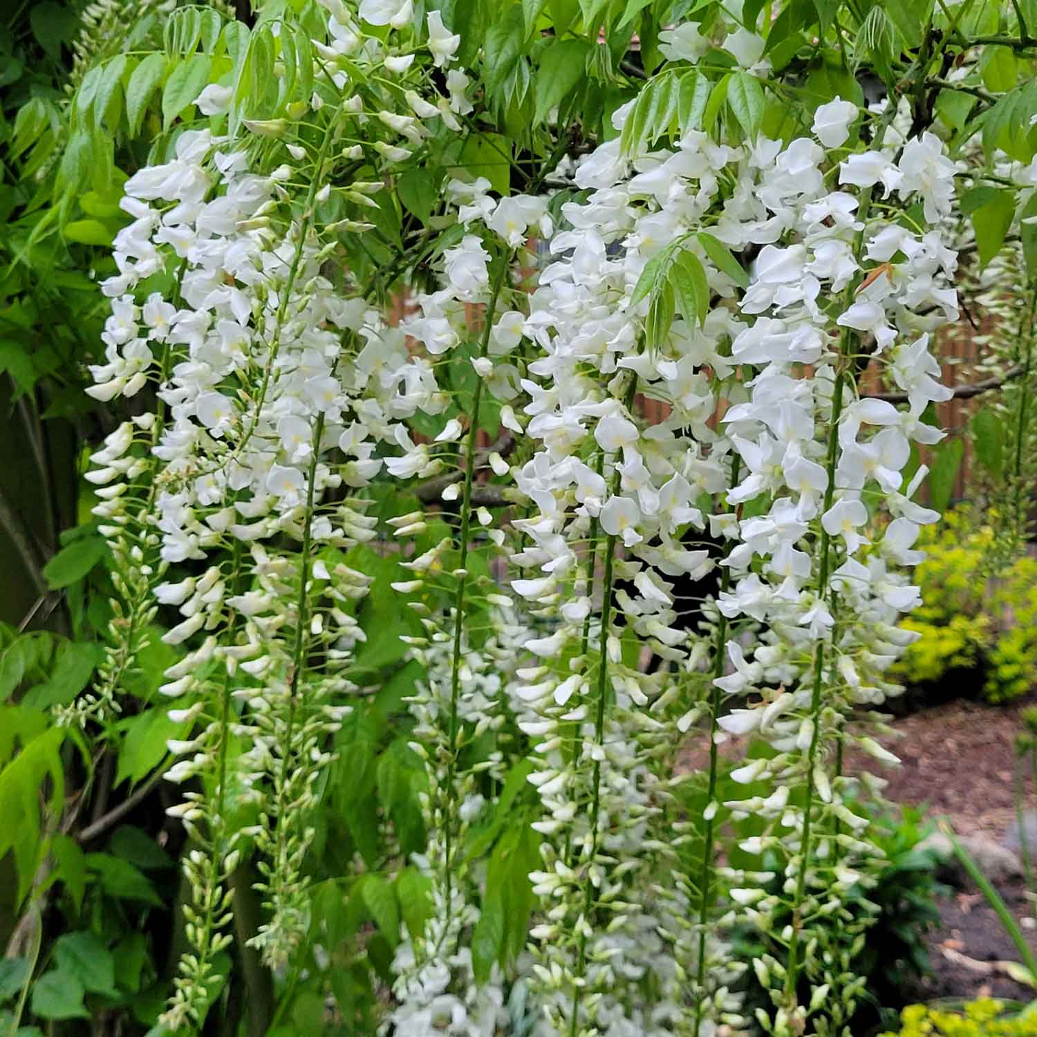Wisteria brachybotrys 'Shiro-kapitan' C2,3 60- 100