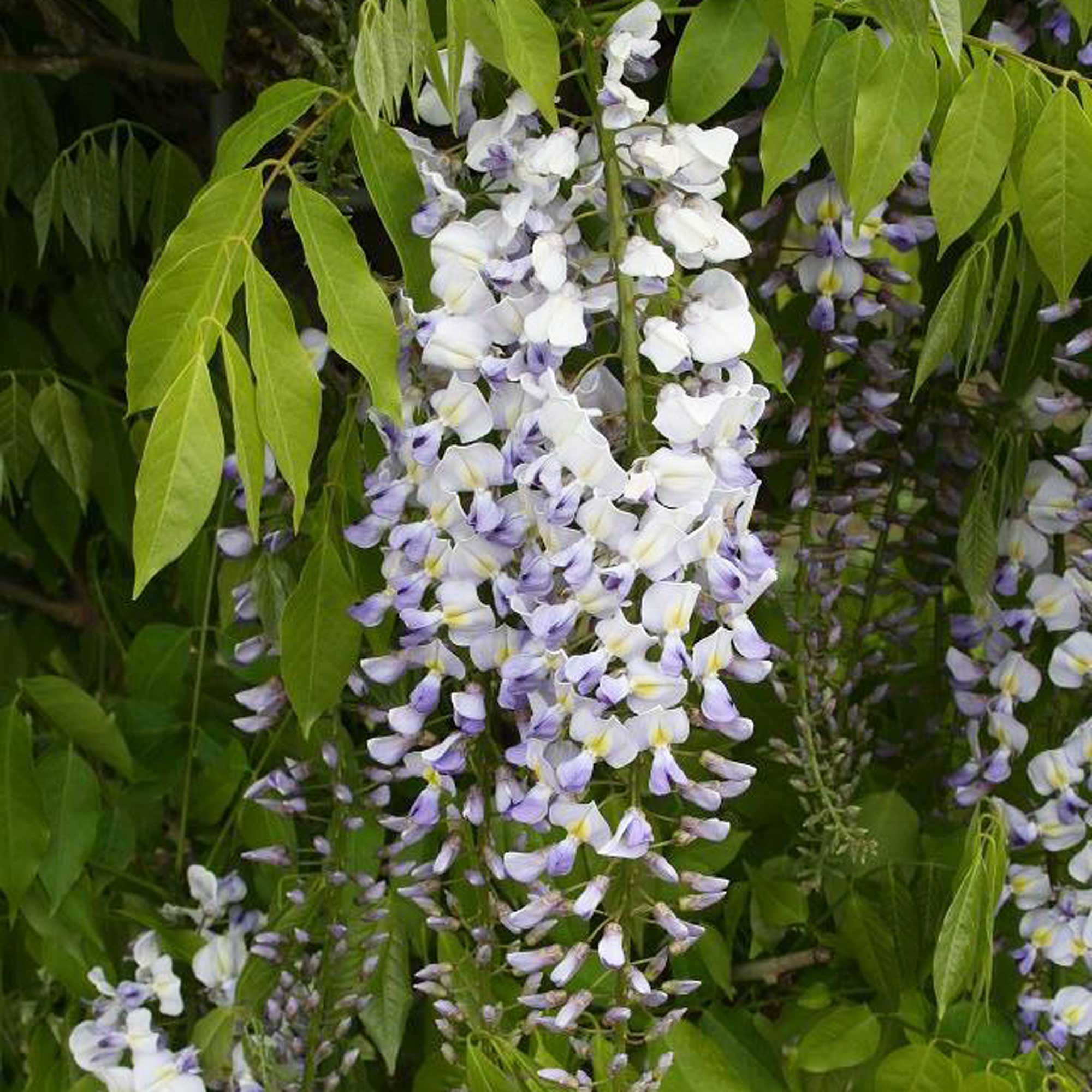 Blåregn - Wisteria 'Royal Purple'