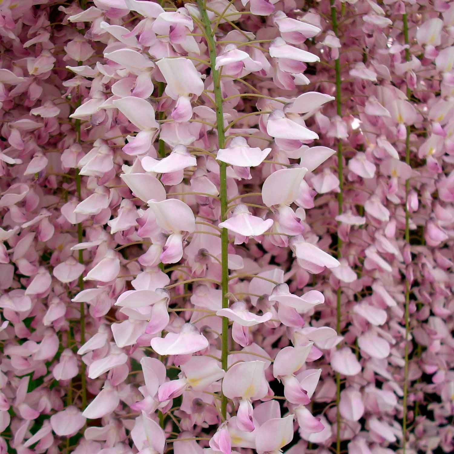 Wisteria brachybotrys 'Shiro-Beni' C2,3 60- 100