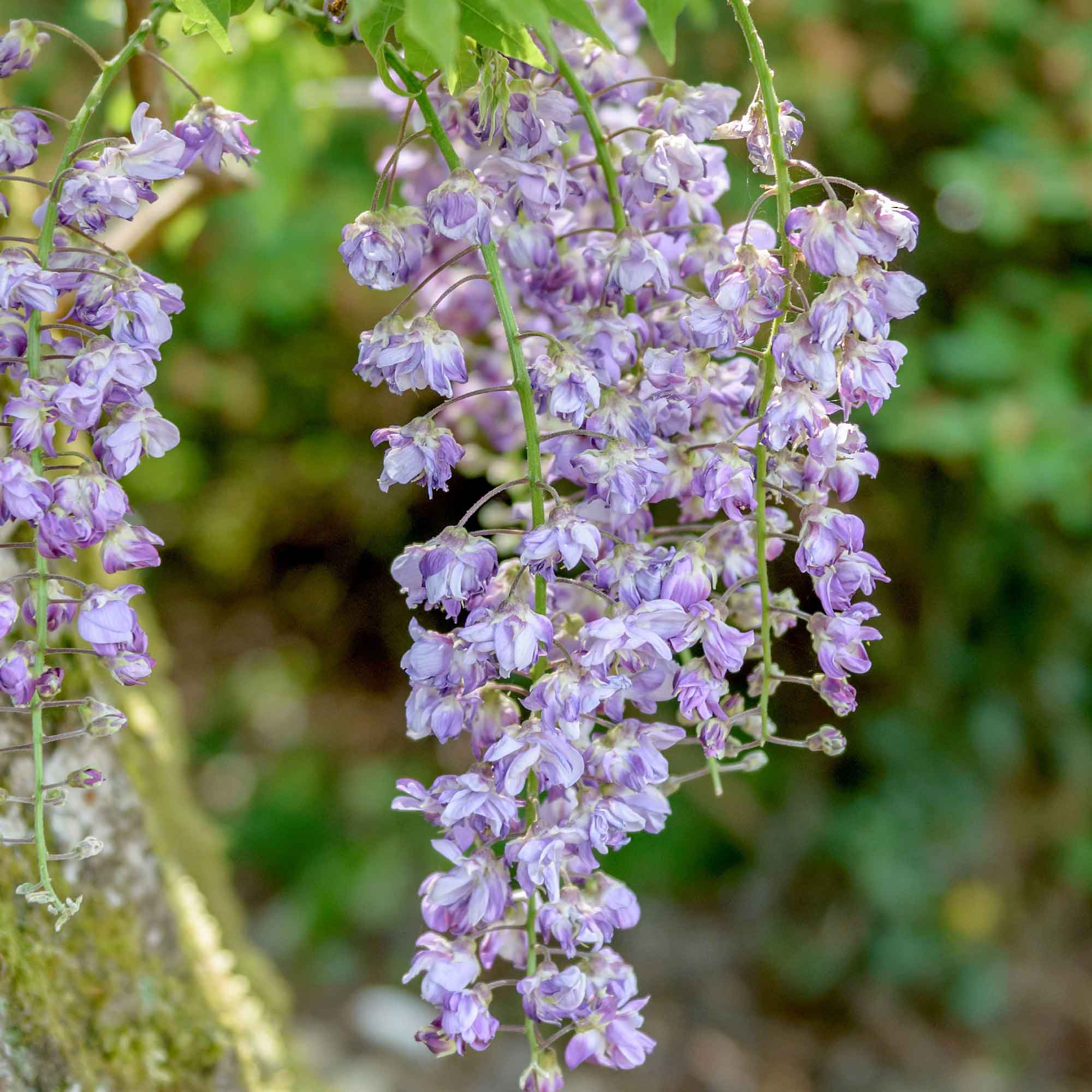 Wisteria floribunda 'Violacea Plena' C2,3 60- 100