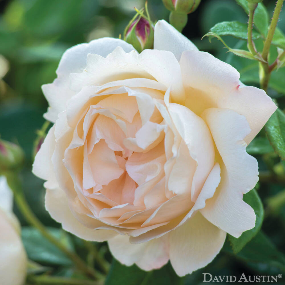 Rosa Wollerton Old Hall (Ausblanket)