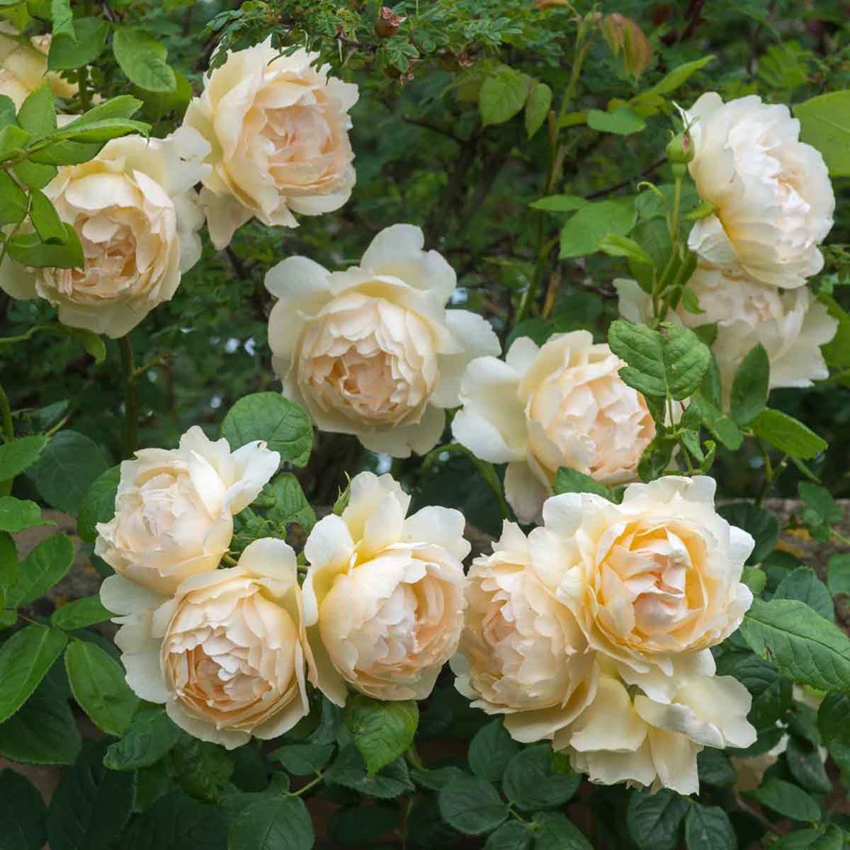 Rosa Wollerton Old Hall (Ausblanket)
