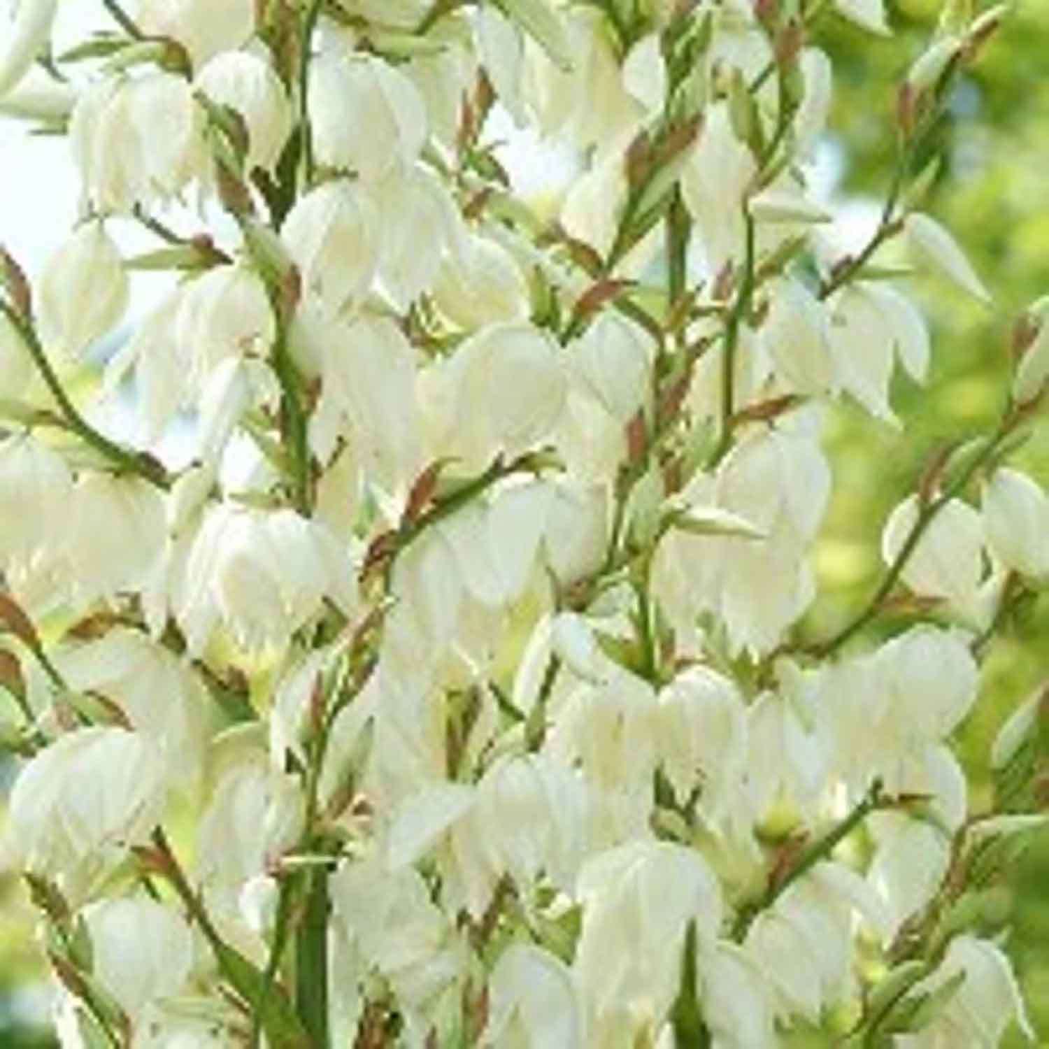 Yucca filamentosa P9