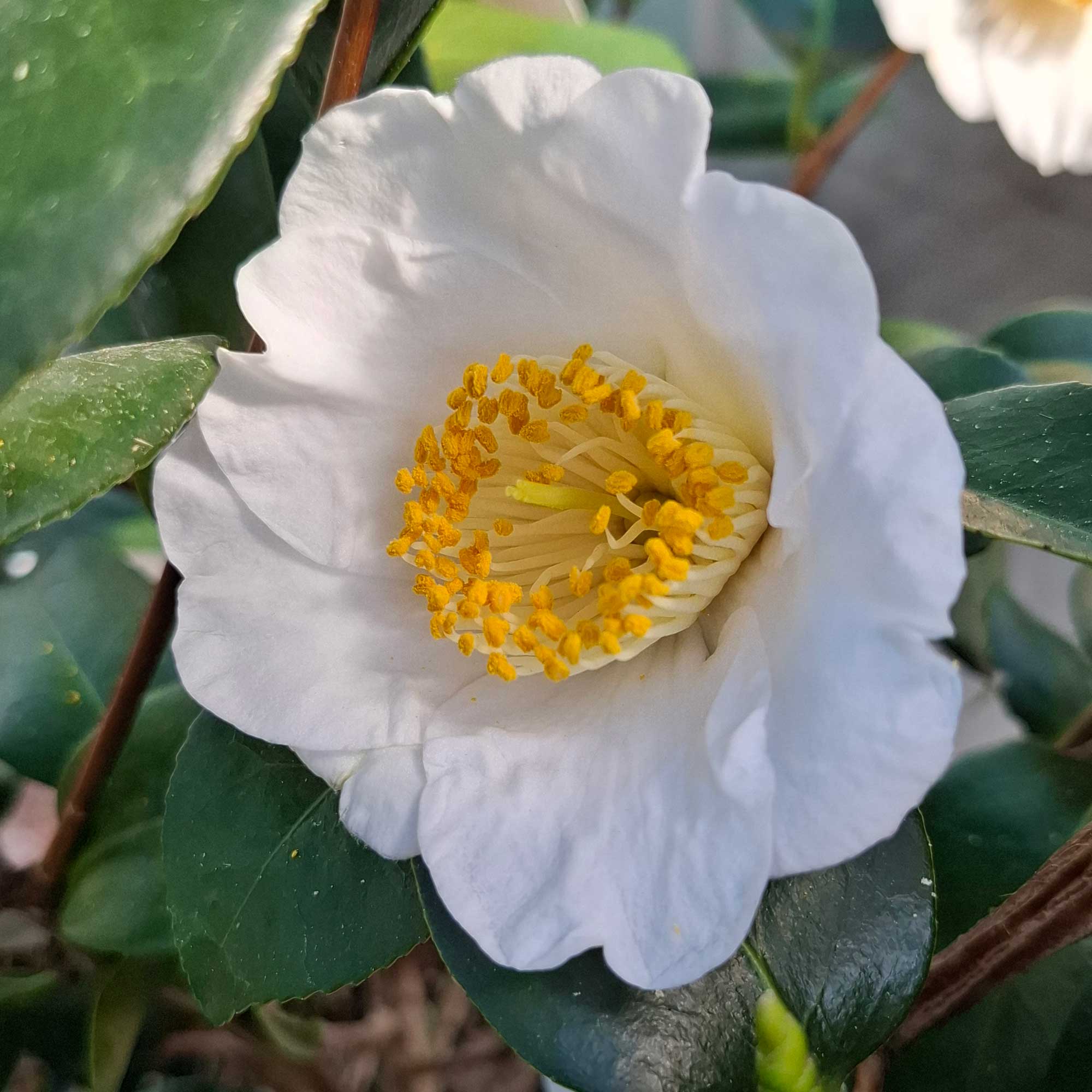 Camellia japonica h. 60 vaser 4,5 lt Yukimiguruma