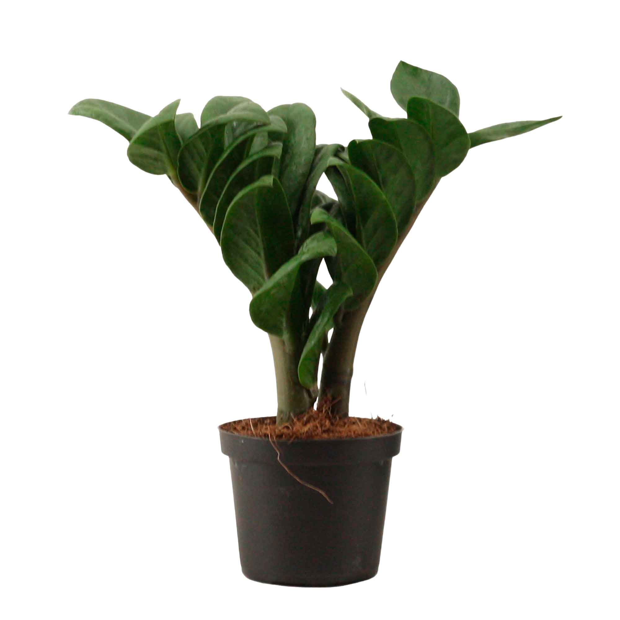 Zamioculcas zamiifolia Zenzi 9cm