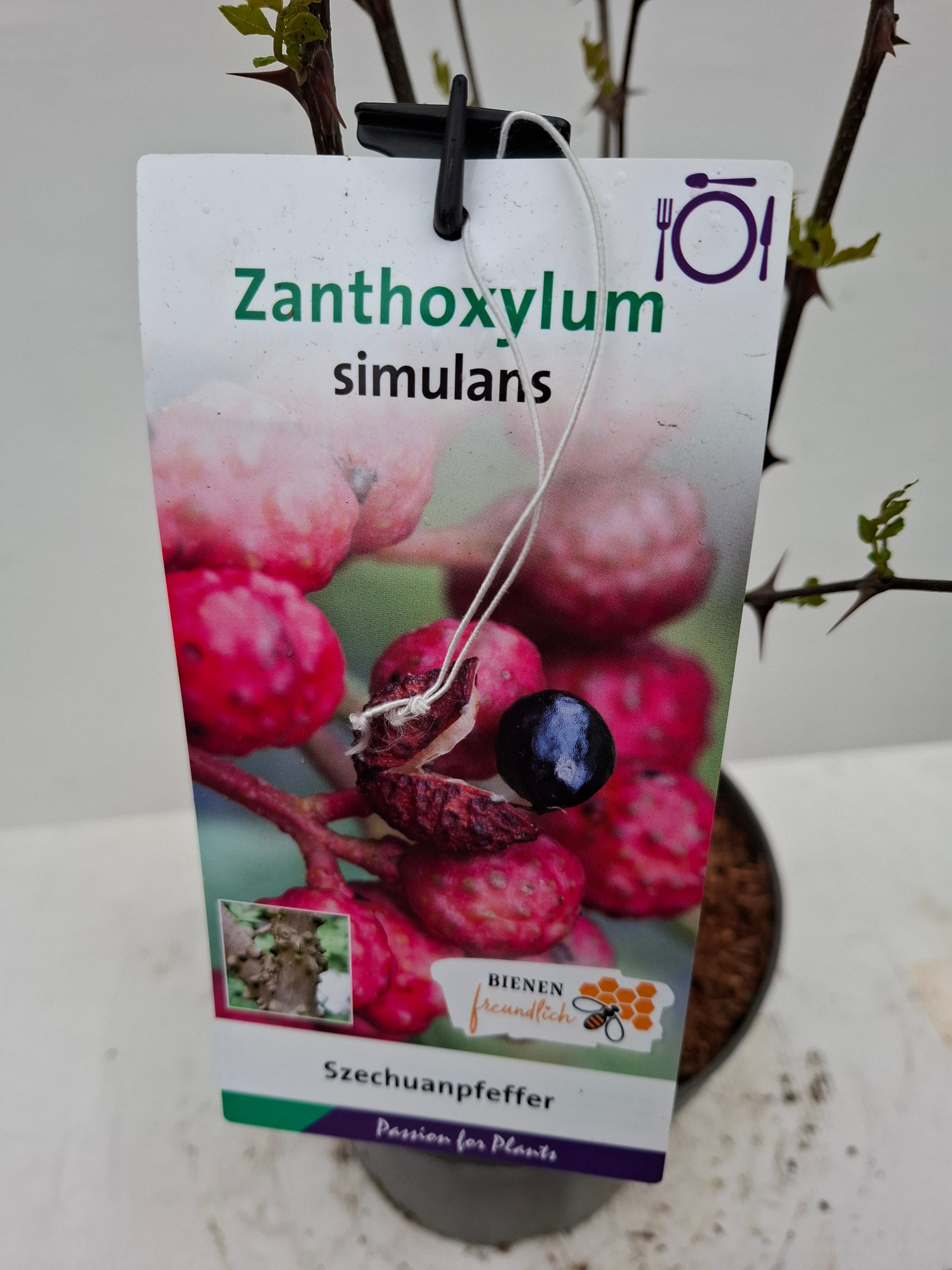 Zanthoxylum simulans 50-60 C5