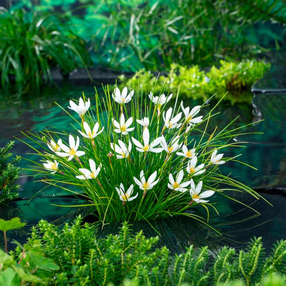 Zephyranthes candida P9