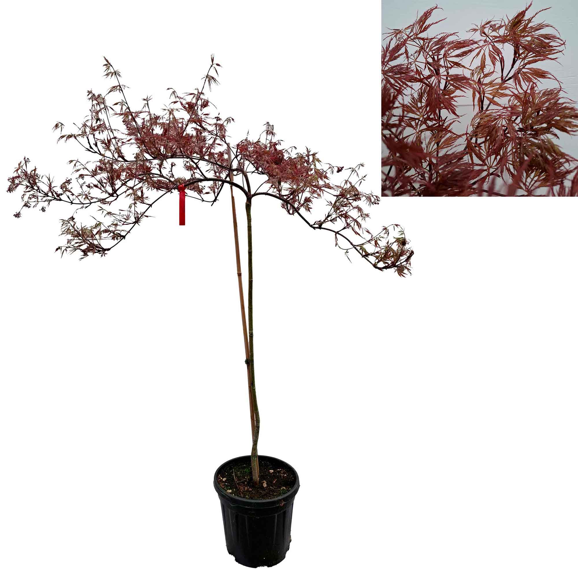 Acer dissectum 'Stella Rossa' C7.5 80cm st