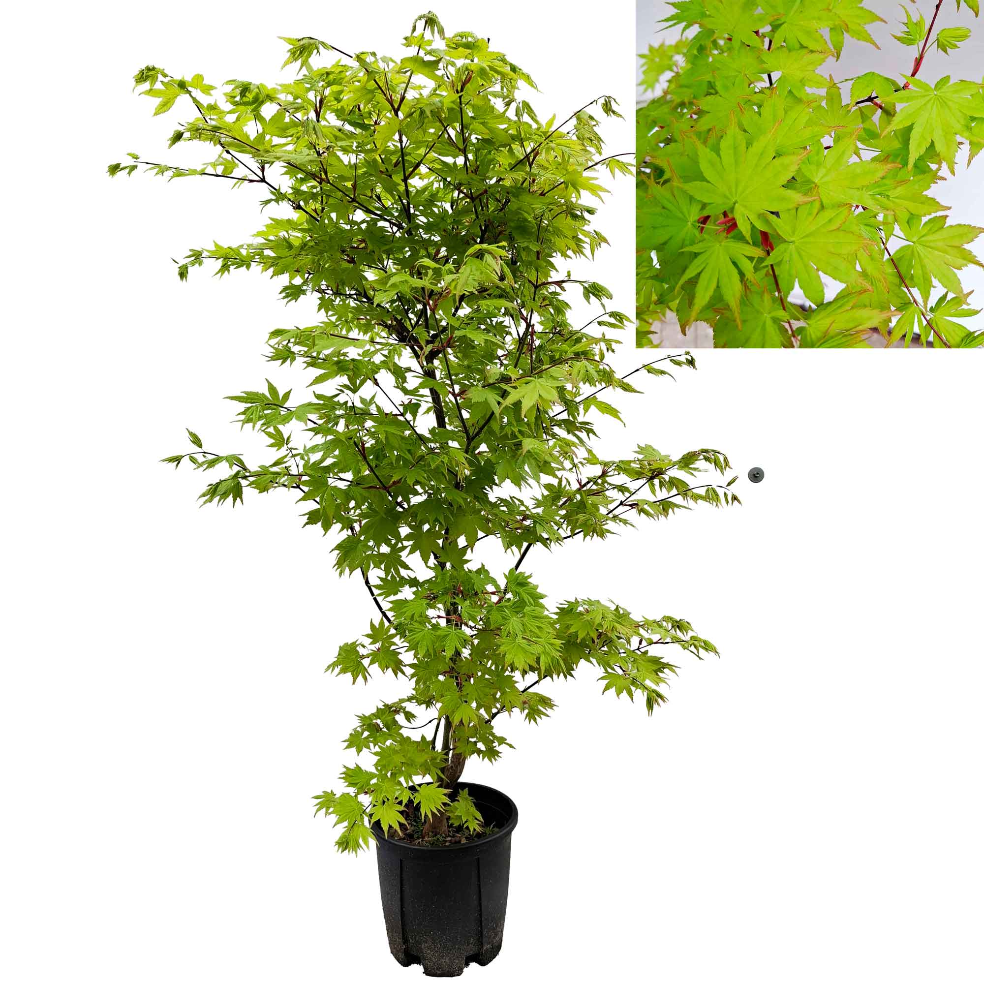 ACER PALMATUM SUMMER GOLD CLT 9