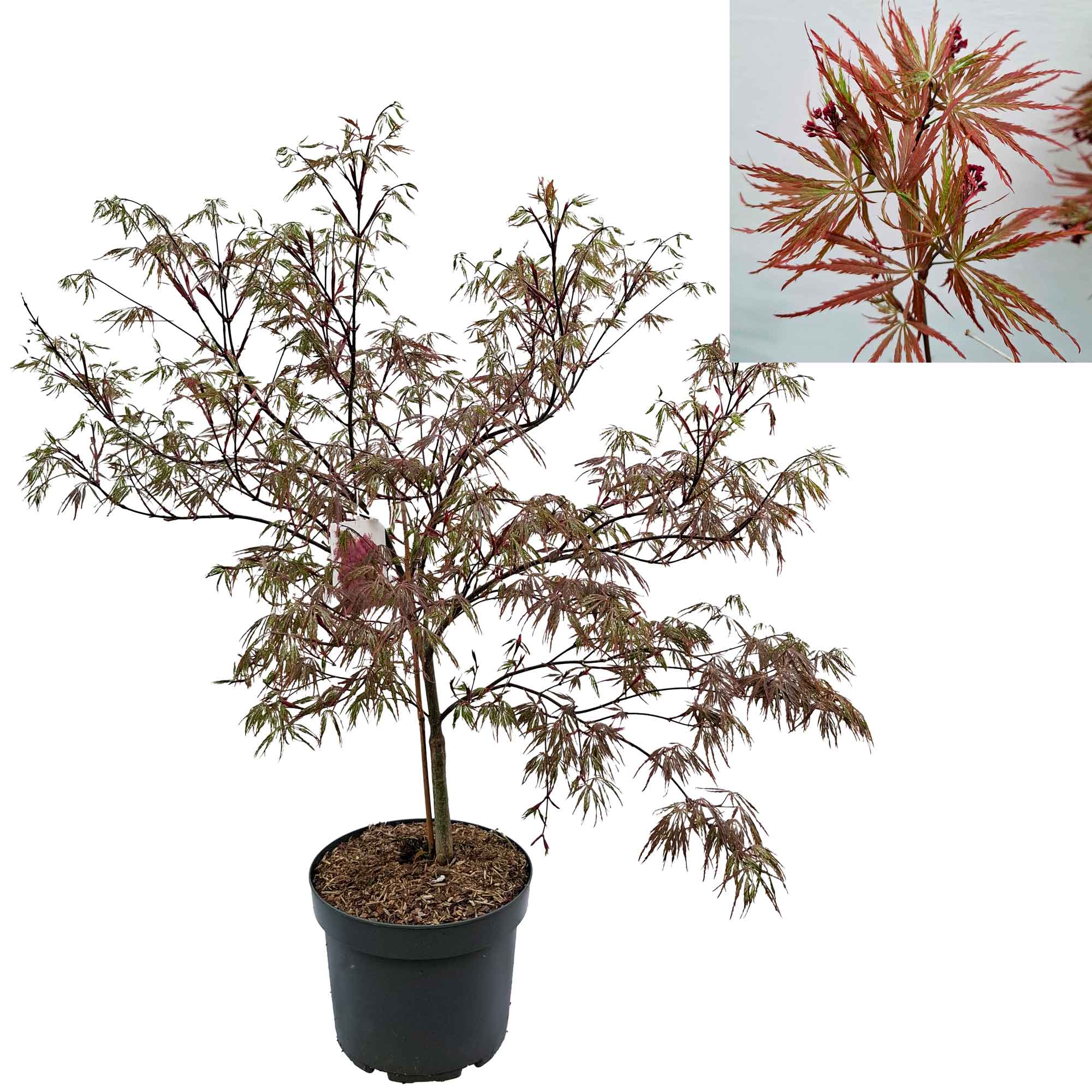 Acer pal. 'Garnet' 50-60 cm 10L