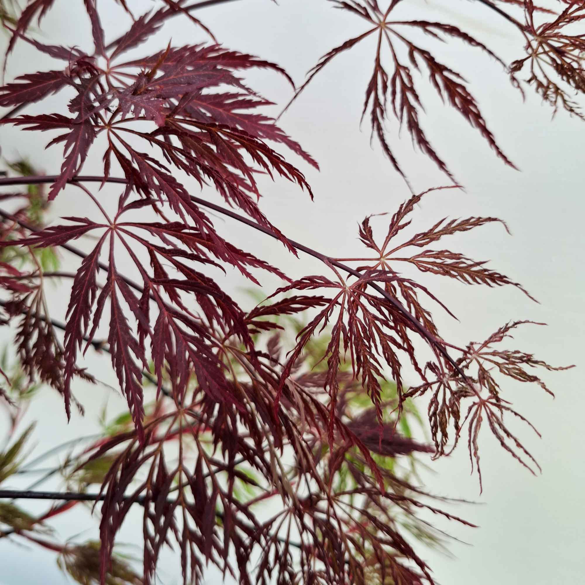 Acer dissectum 'Inaba Shidare' C7.5 80cm st