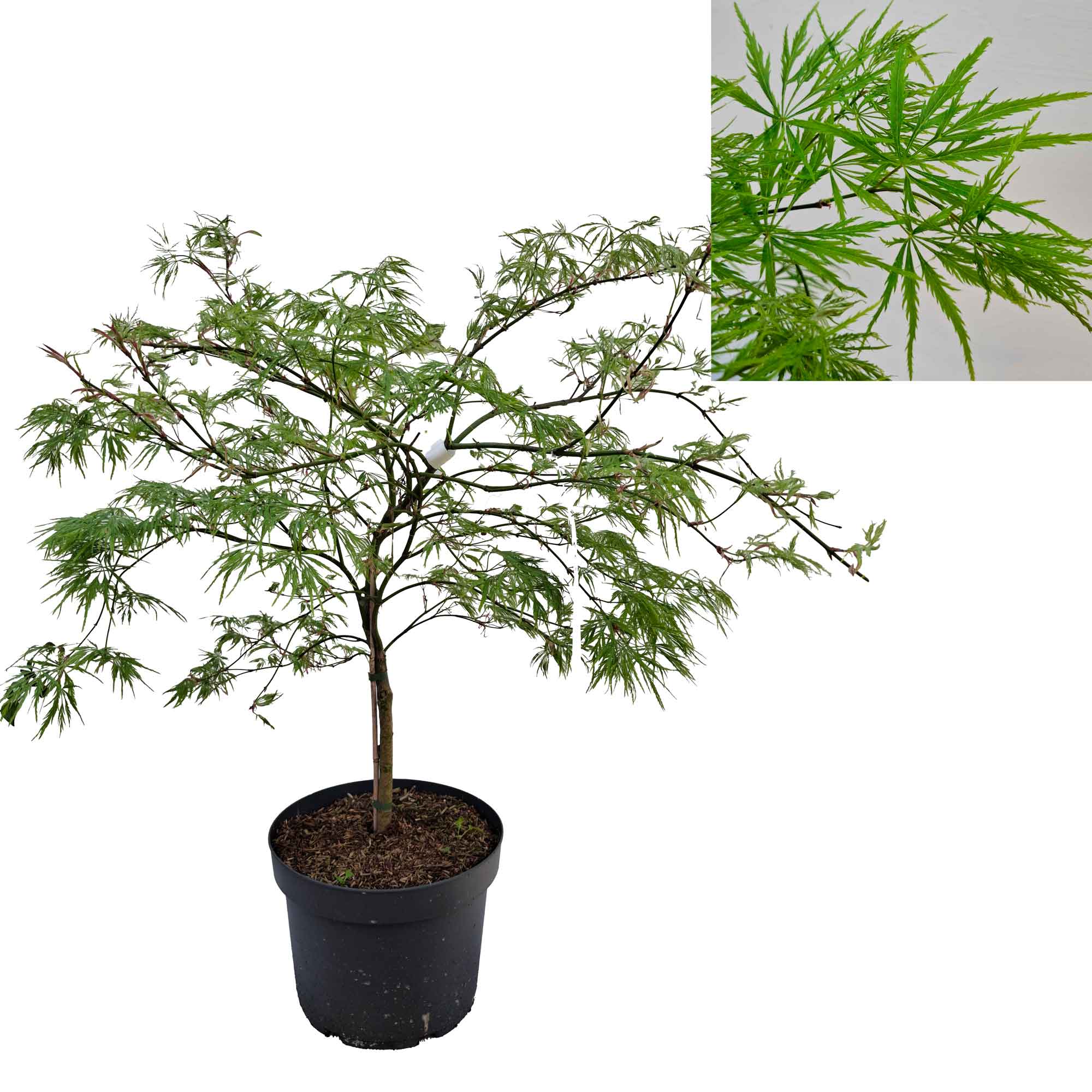 Acer pal. 'Dissectum' 50-60 cm 10L
