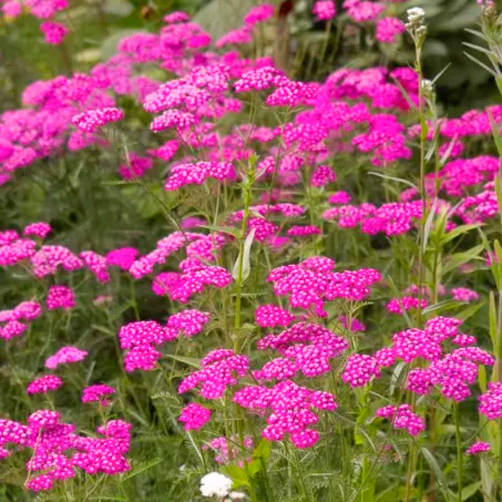 Achillea m. 'Cerise Queen' P9