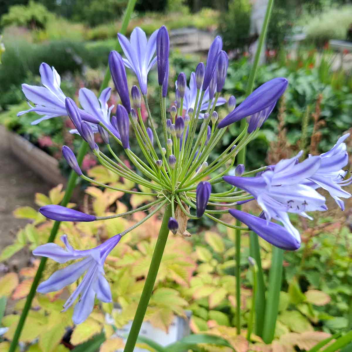 Agapanthus Bush D18