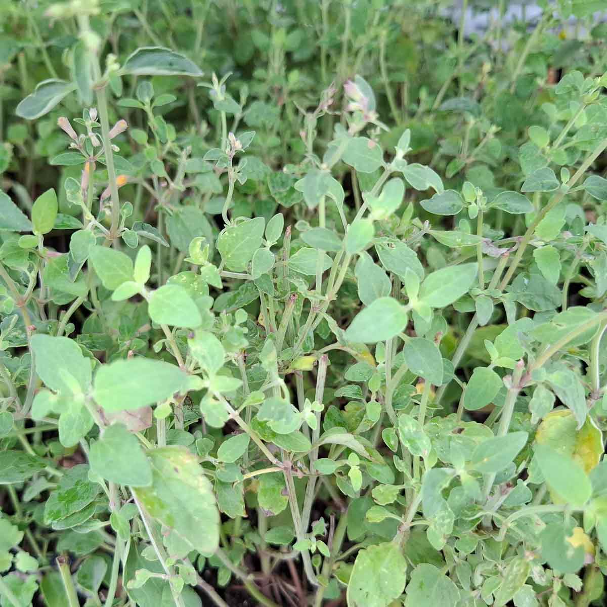 Agastache 'Apricot Sprite' P9