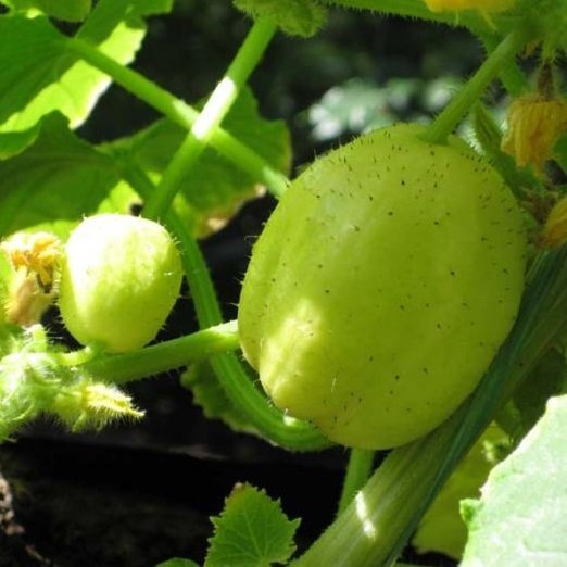 Gurkväxt - Citrongurka 'Crystal Lemon' 11,5 cm. pott.