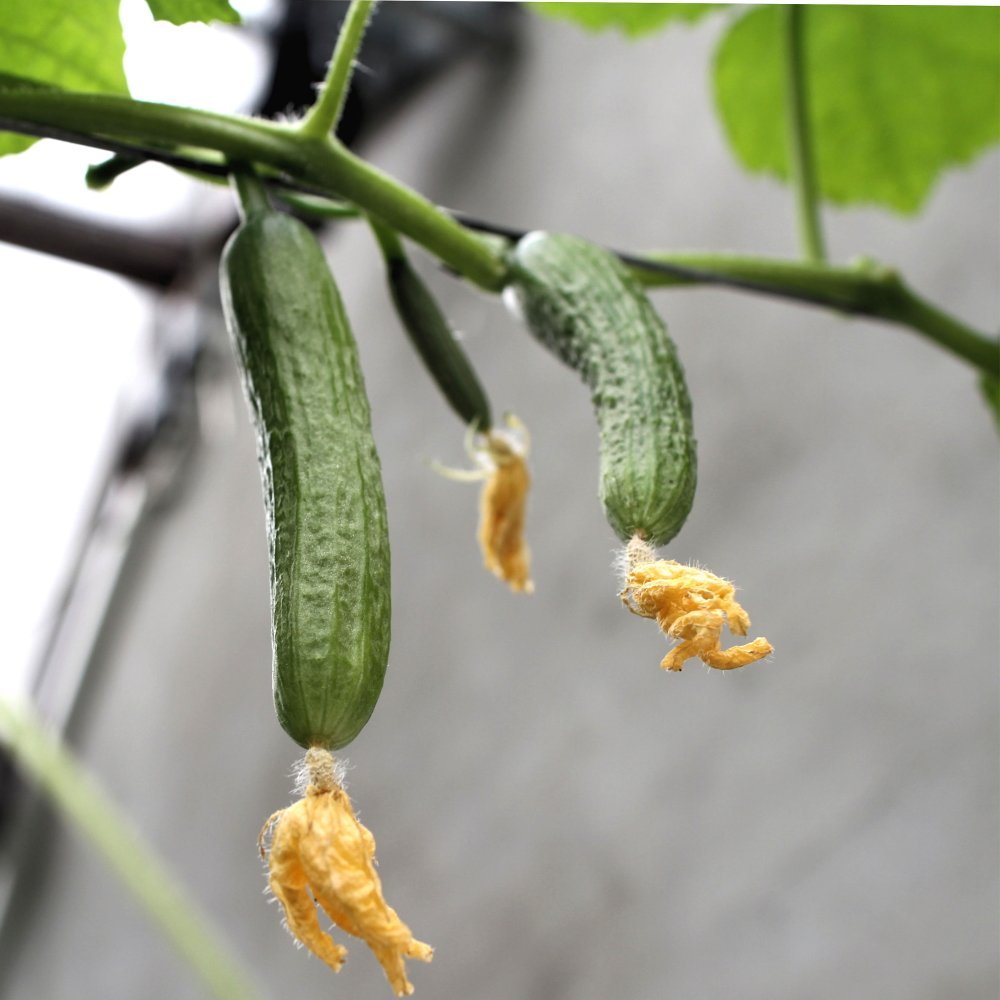 CUCUMIS SATIVUS