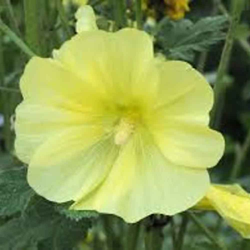 Alcea rugosa P9
