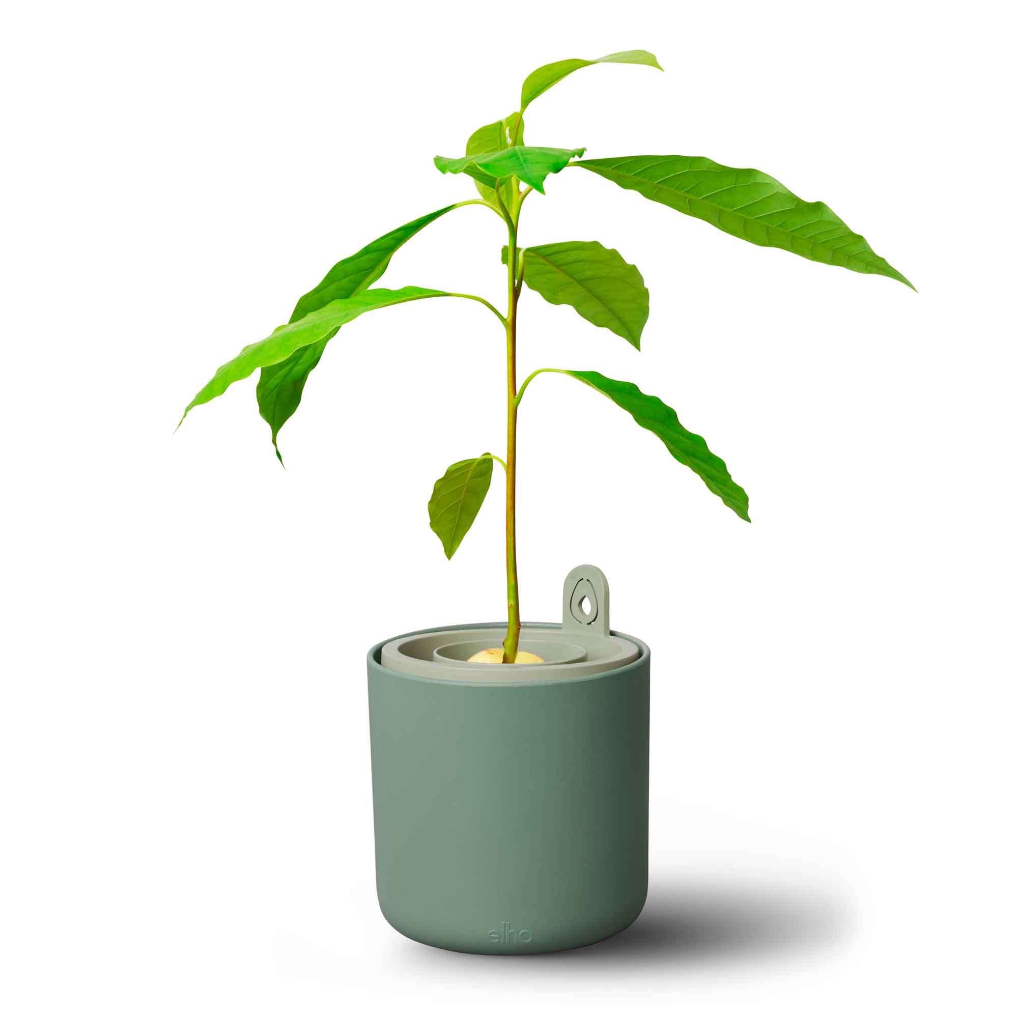 amazing avocado pot leaf green