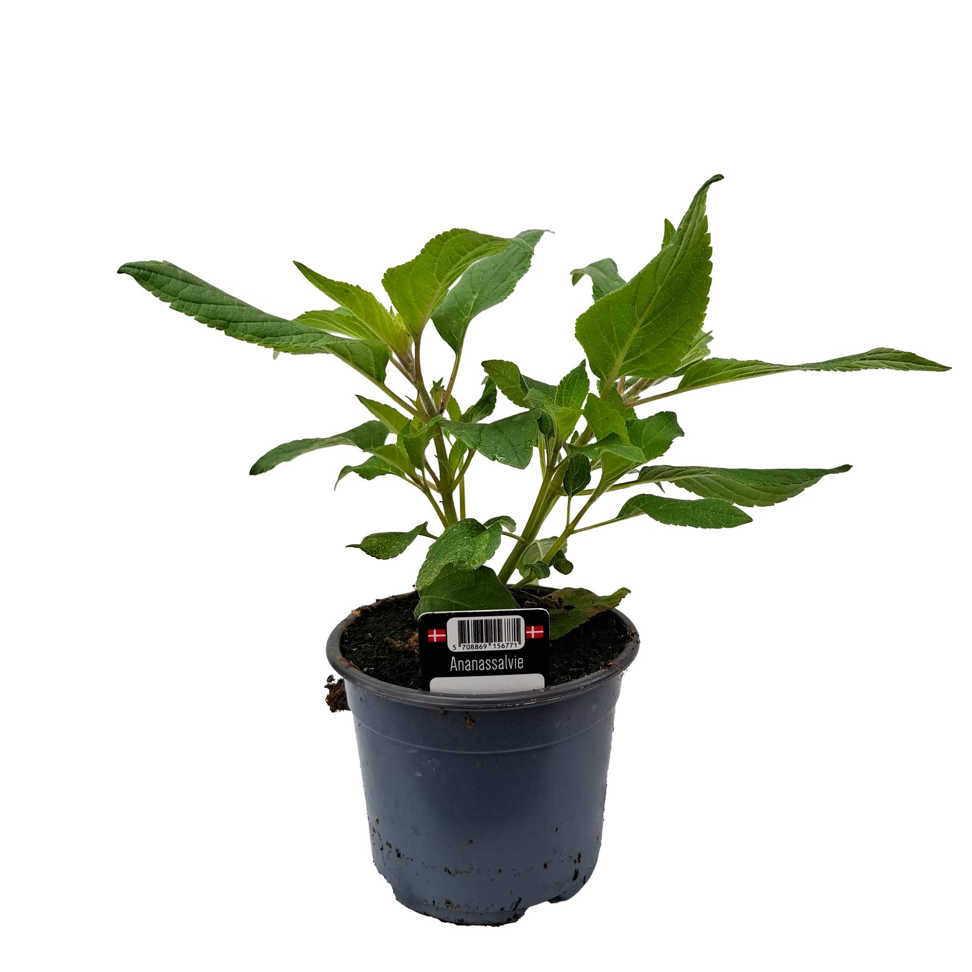 SALVIA ELEGANS/ANANASSALVIE