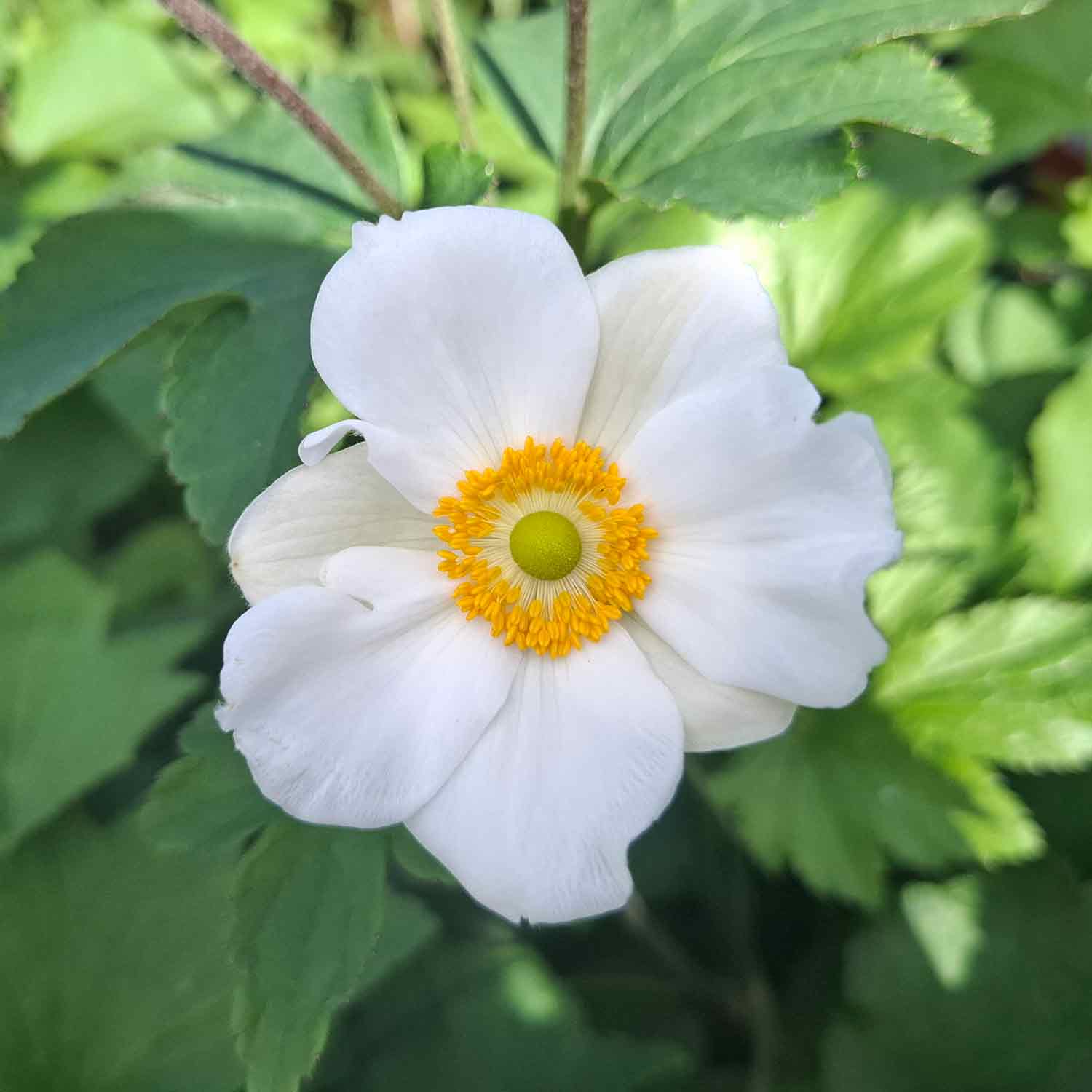 Anemone Hyb. 'Honorine Jobert' 3L